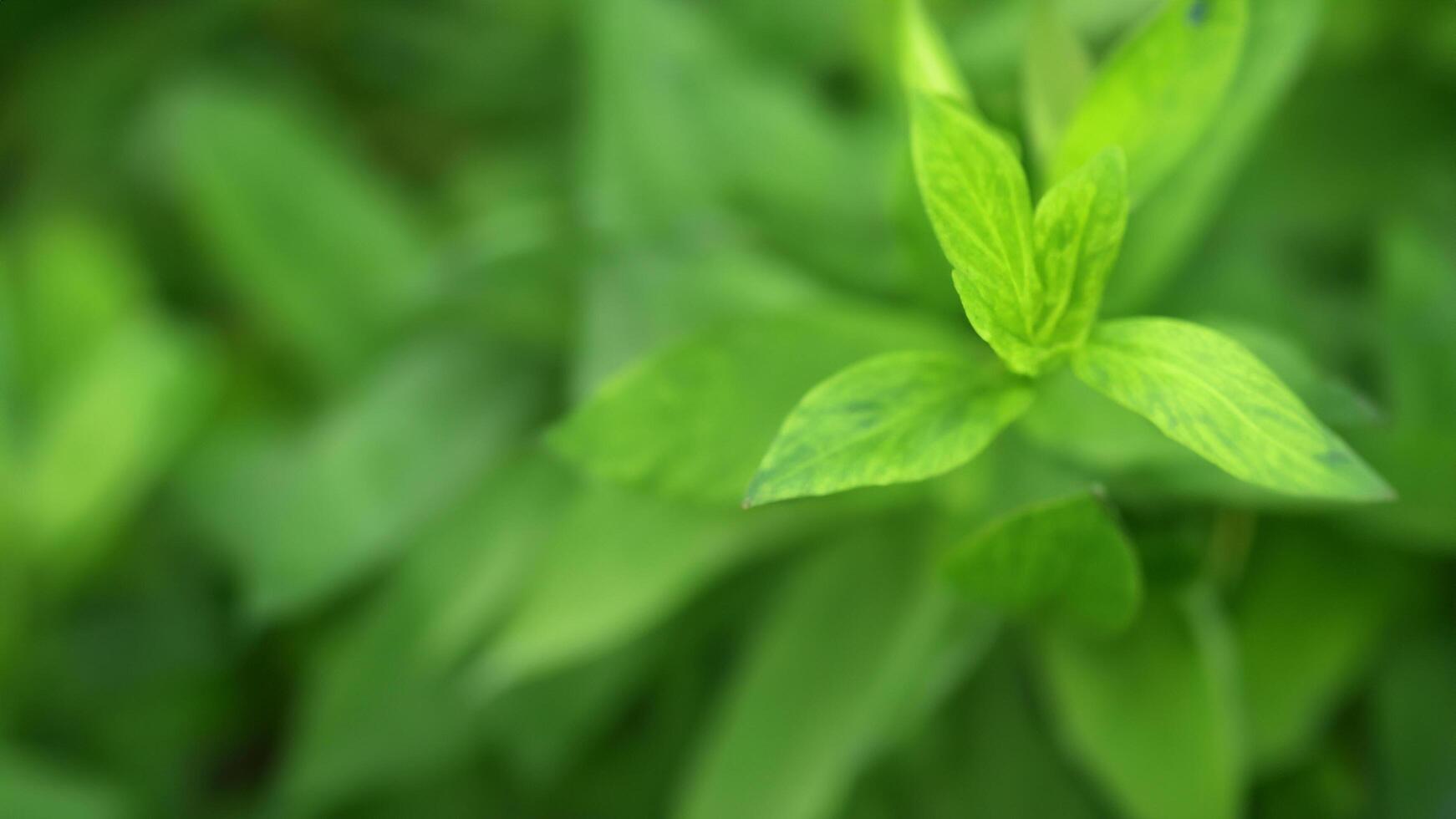 Vibrant green leaves closeup, garden background, nature photo