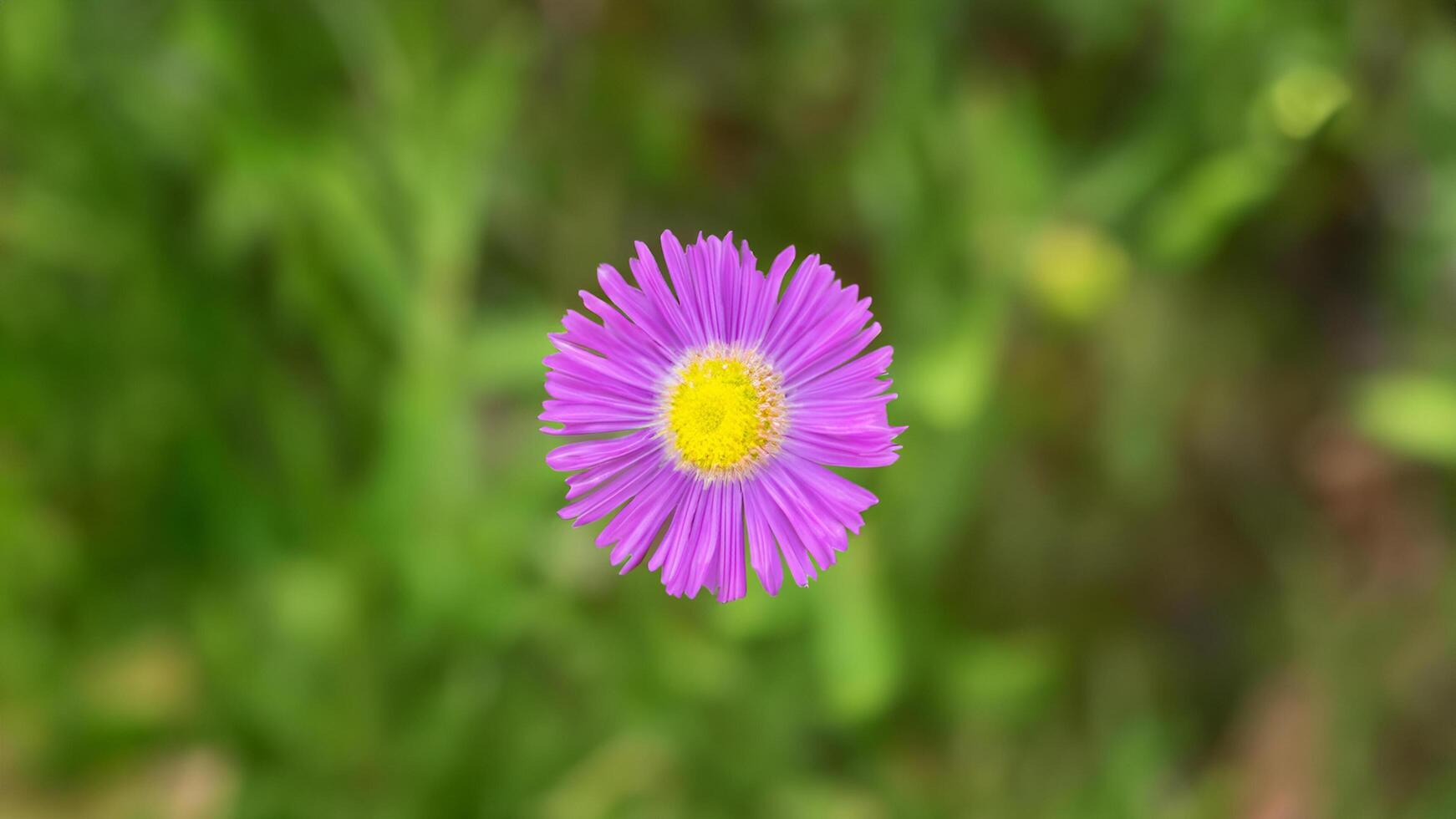 Purple flower blooms, meadow background, nature, springtime photo