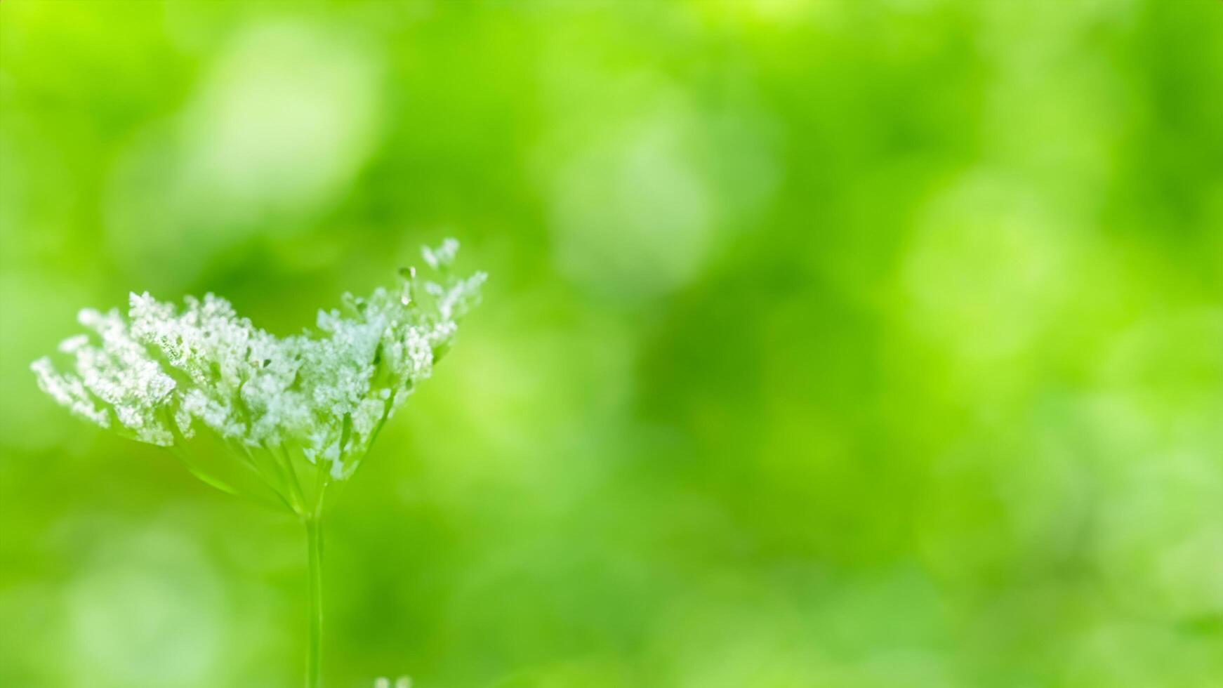 White flower blooms in green meadow bokeh photo