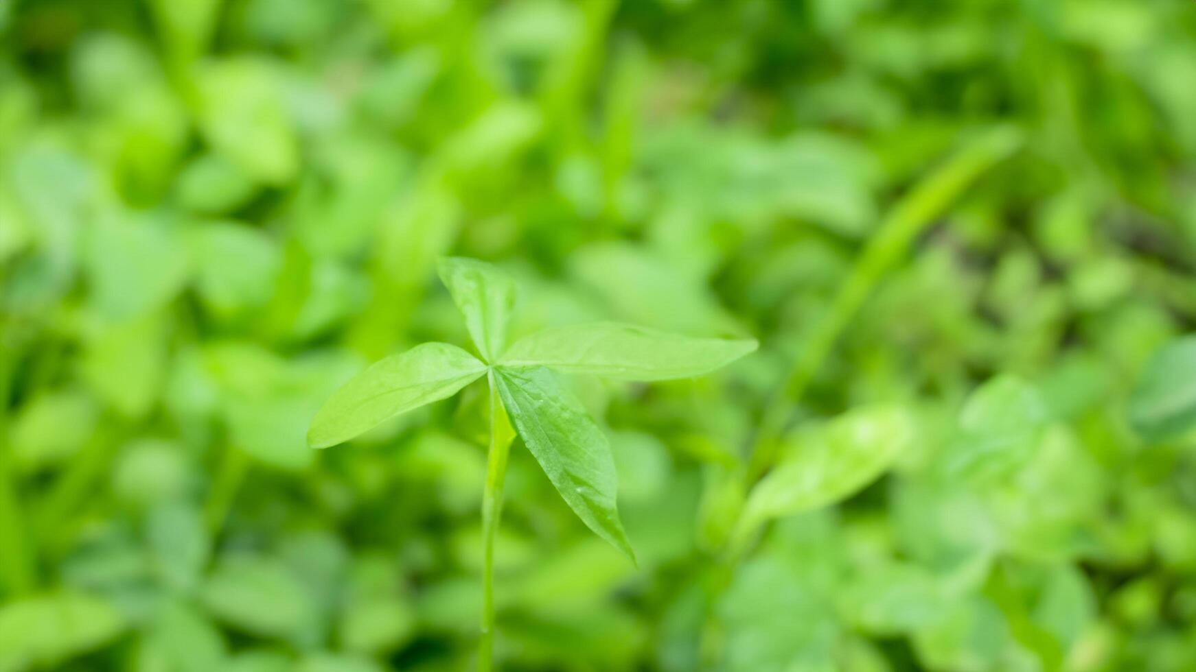Clover sprout growing in field, nature background photo