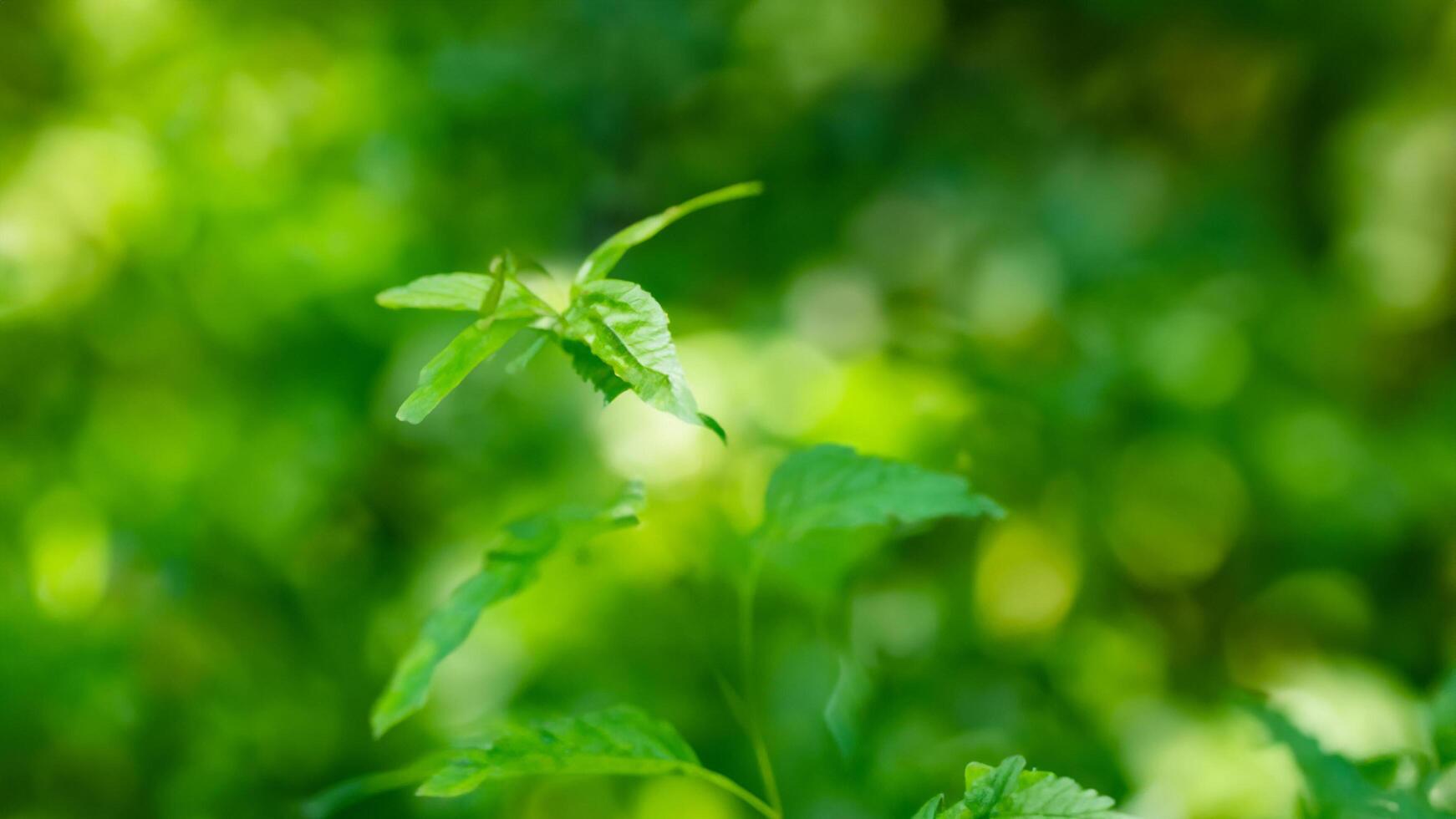 Lush green sprout growing in sunlit forest photo