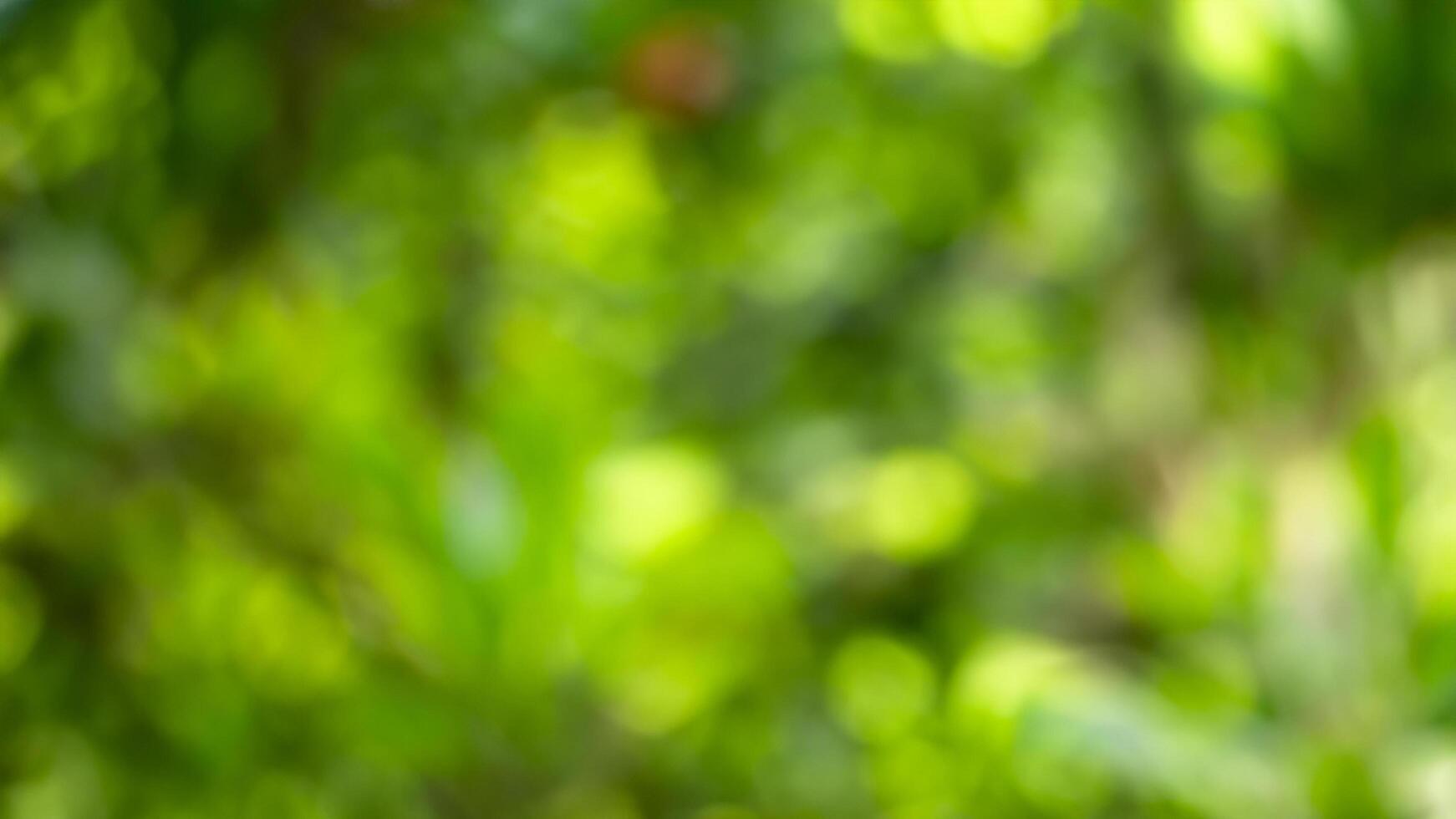 Blurred green foliage background, nature bokeh, garden backdrop, website design photo