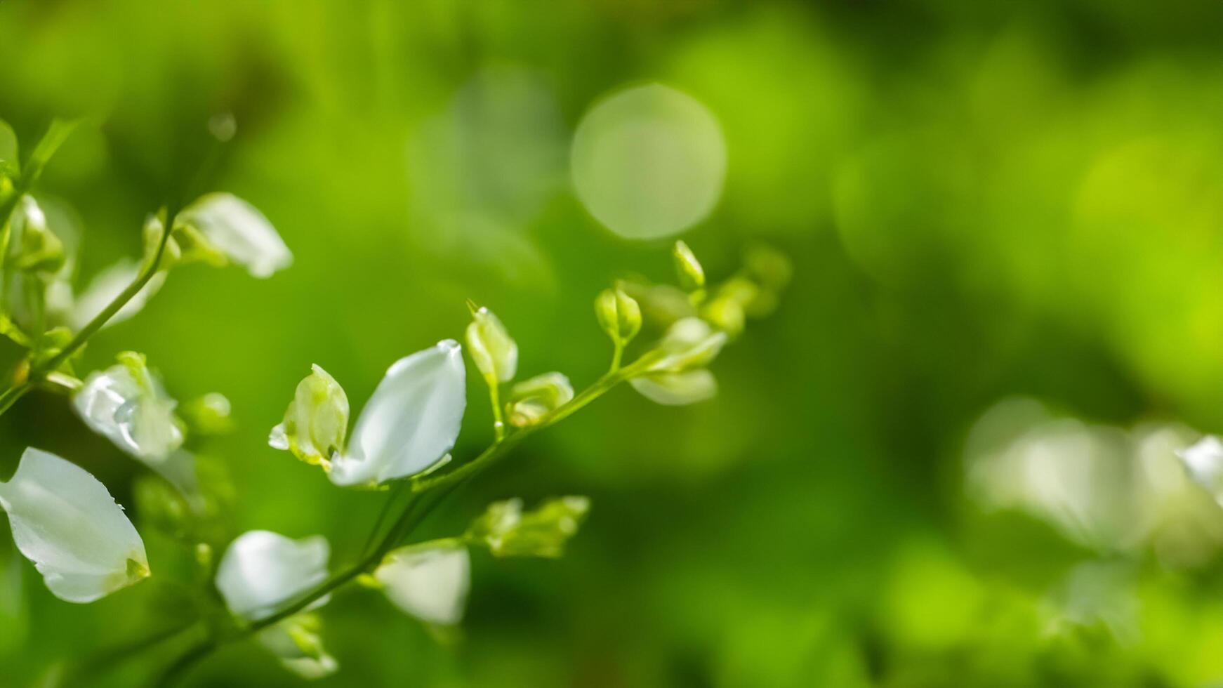 White flowers blooming in lush green garden, bokeh background photo