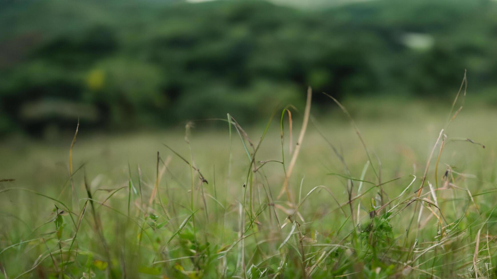 Hillside Grass Close-up, Green Landscape Background photo