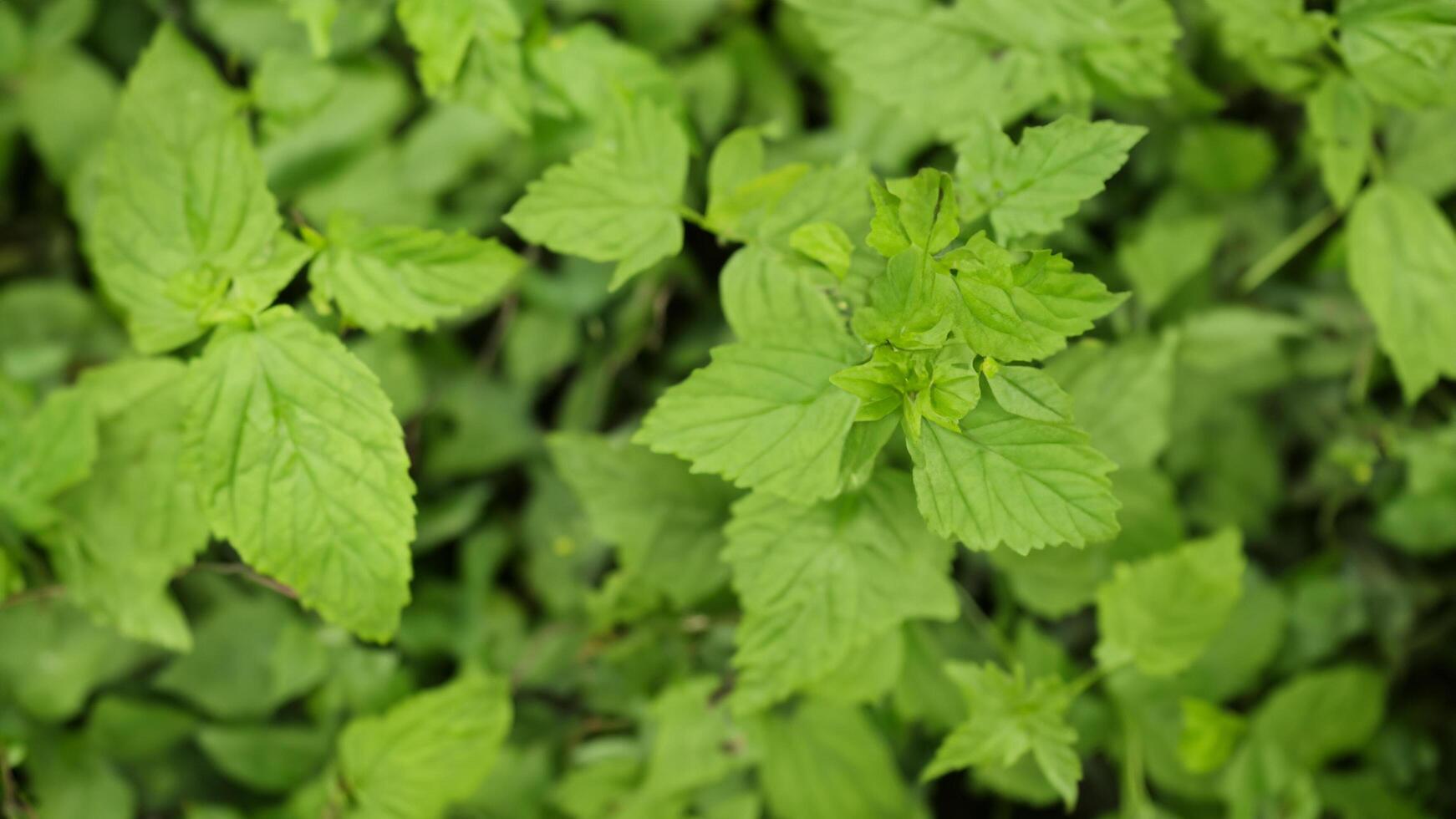 Lush green foliage, close-up view, natural background, plant texture photo