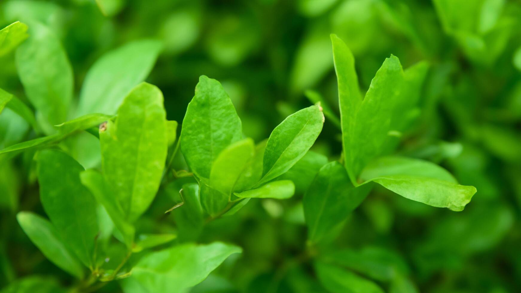Lush green leaves closeup, vibrant foliage background, nature photo