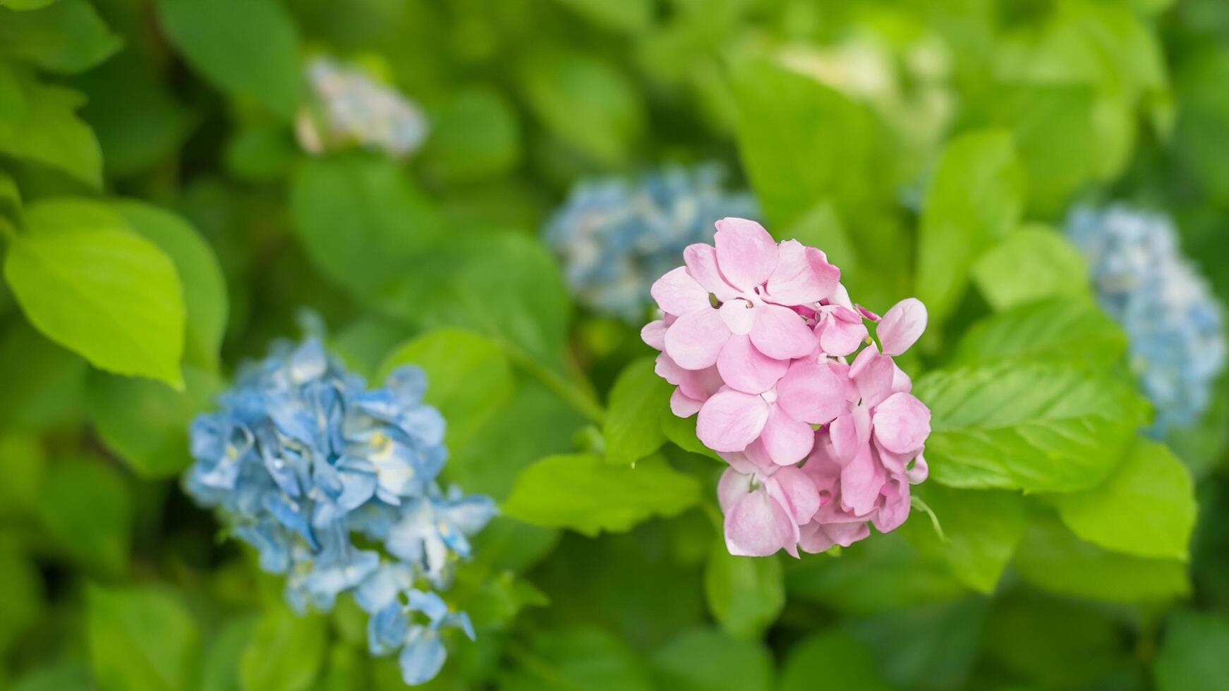 Pink and blue hydrangeas blooming in garden, lush foliage background photo