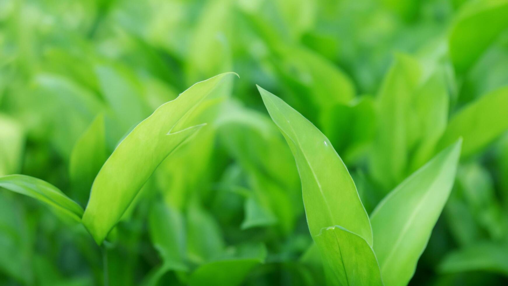 Lush green leaves closeup, field background, nature backdrop photo