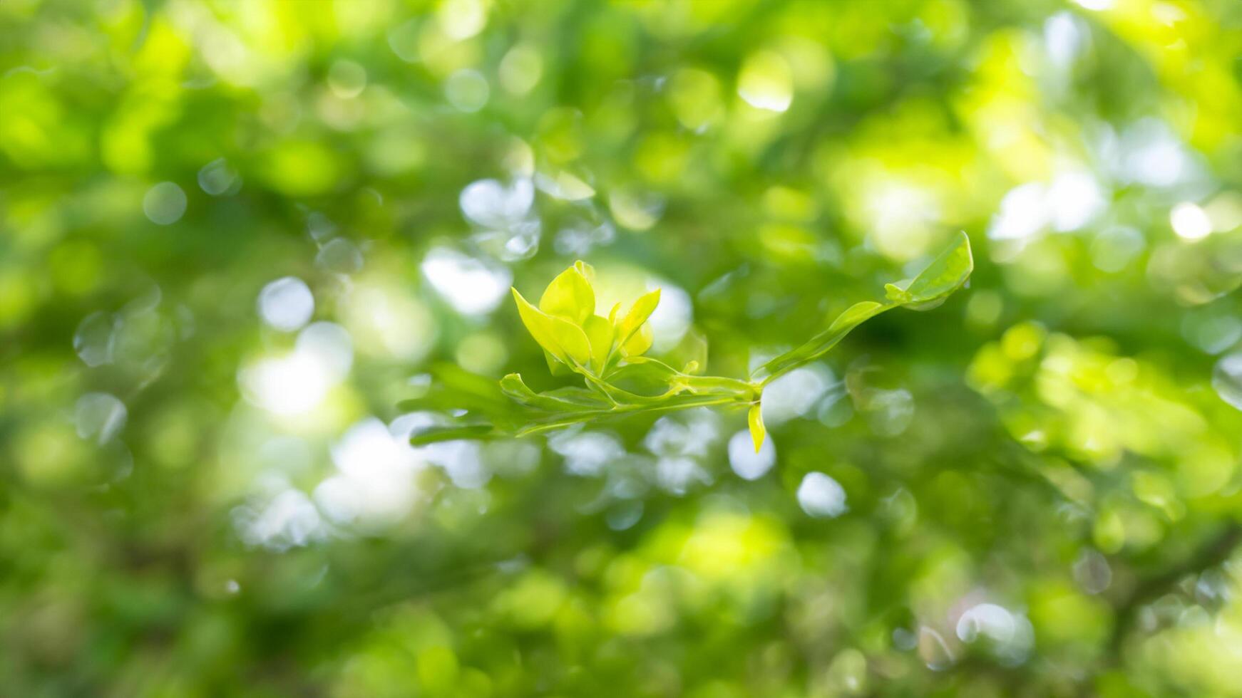 New leaf sprout, sunlight, bokeh background, garden, spring photo