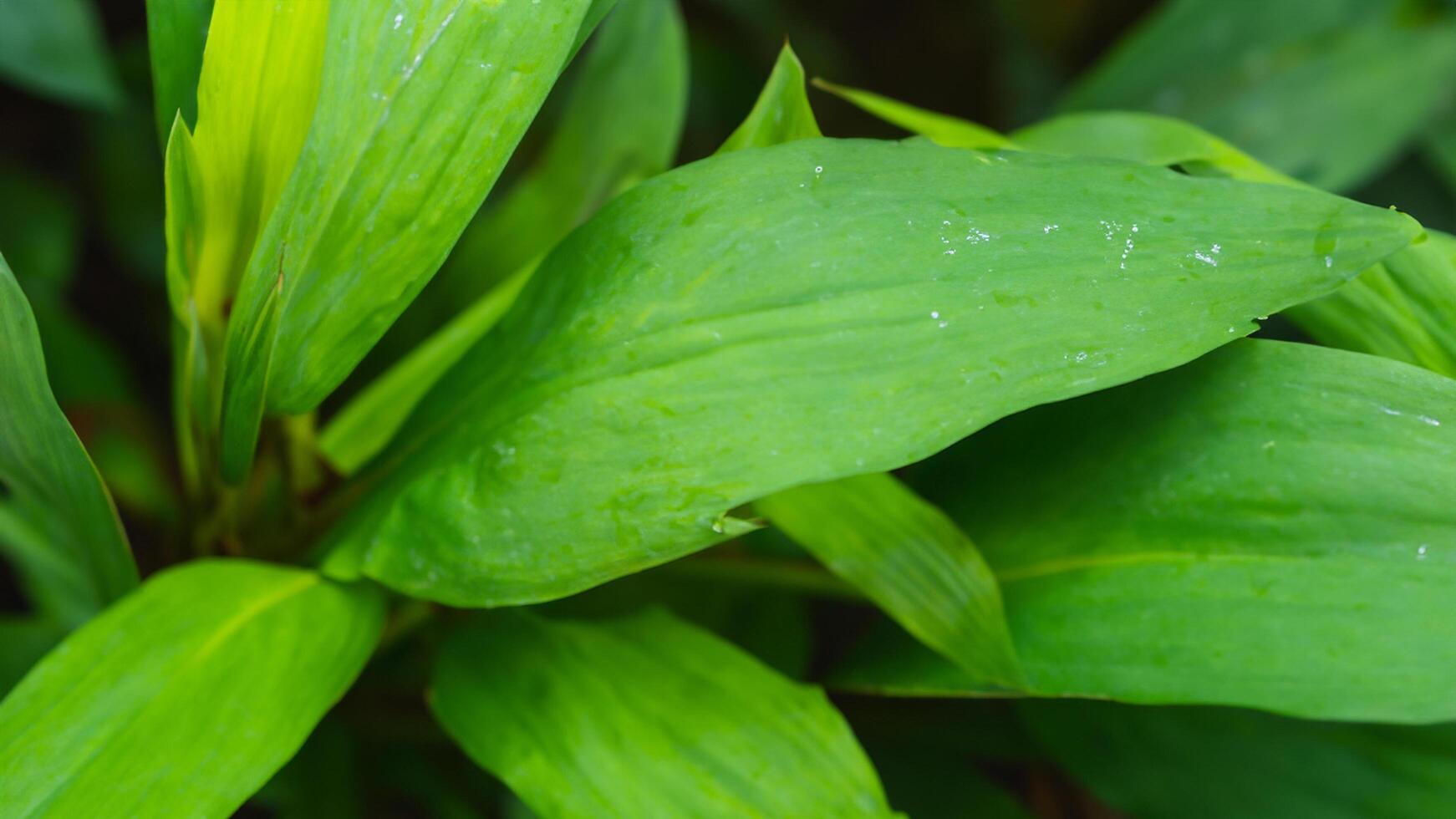 Lush green leaves, dew drops, garden backdrop, nature texture photo