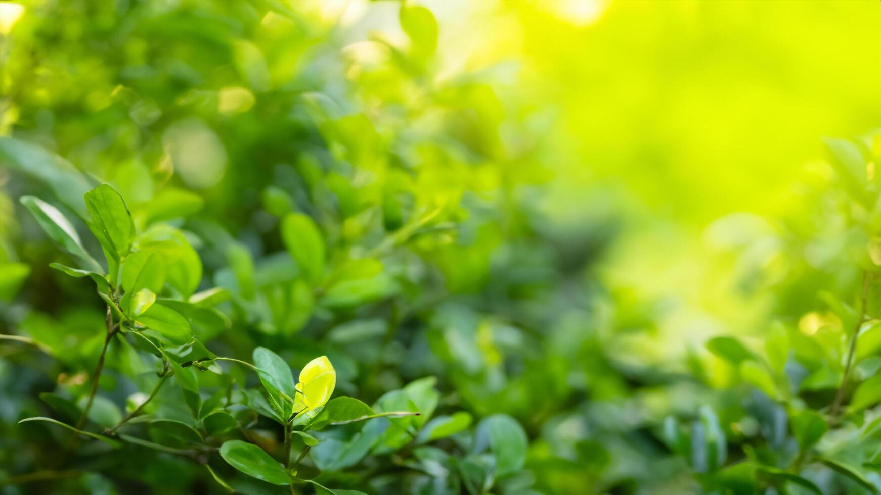 Lush green foliage, sunlight, garden, background blur, nature photo