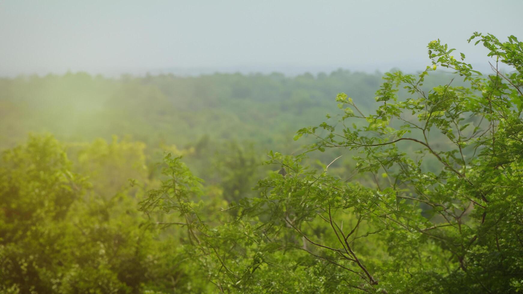 Hilltop tree branches, lush forest background, sunrise photo