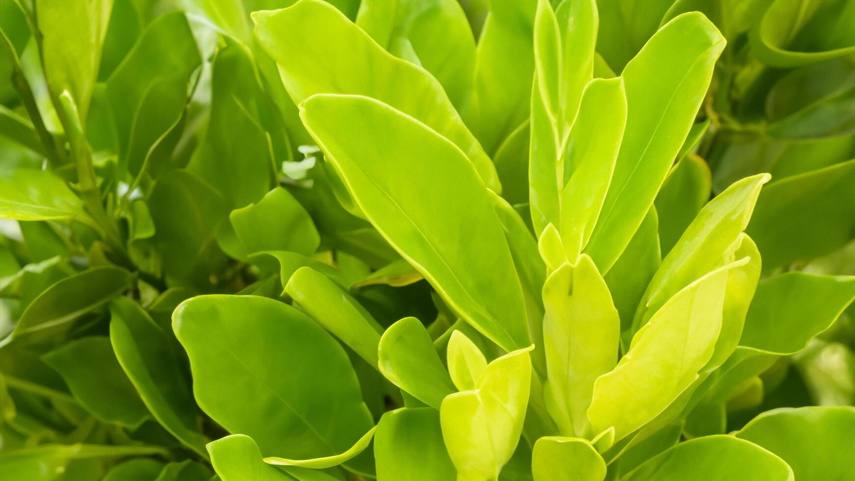 Lush green tropical leaves, sunlight, close-up, background blur, nature texture photo