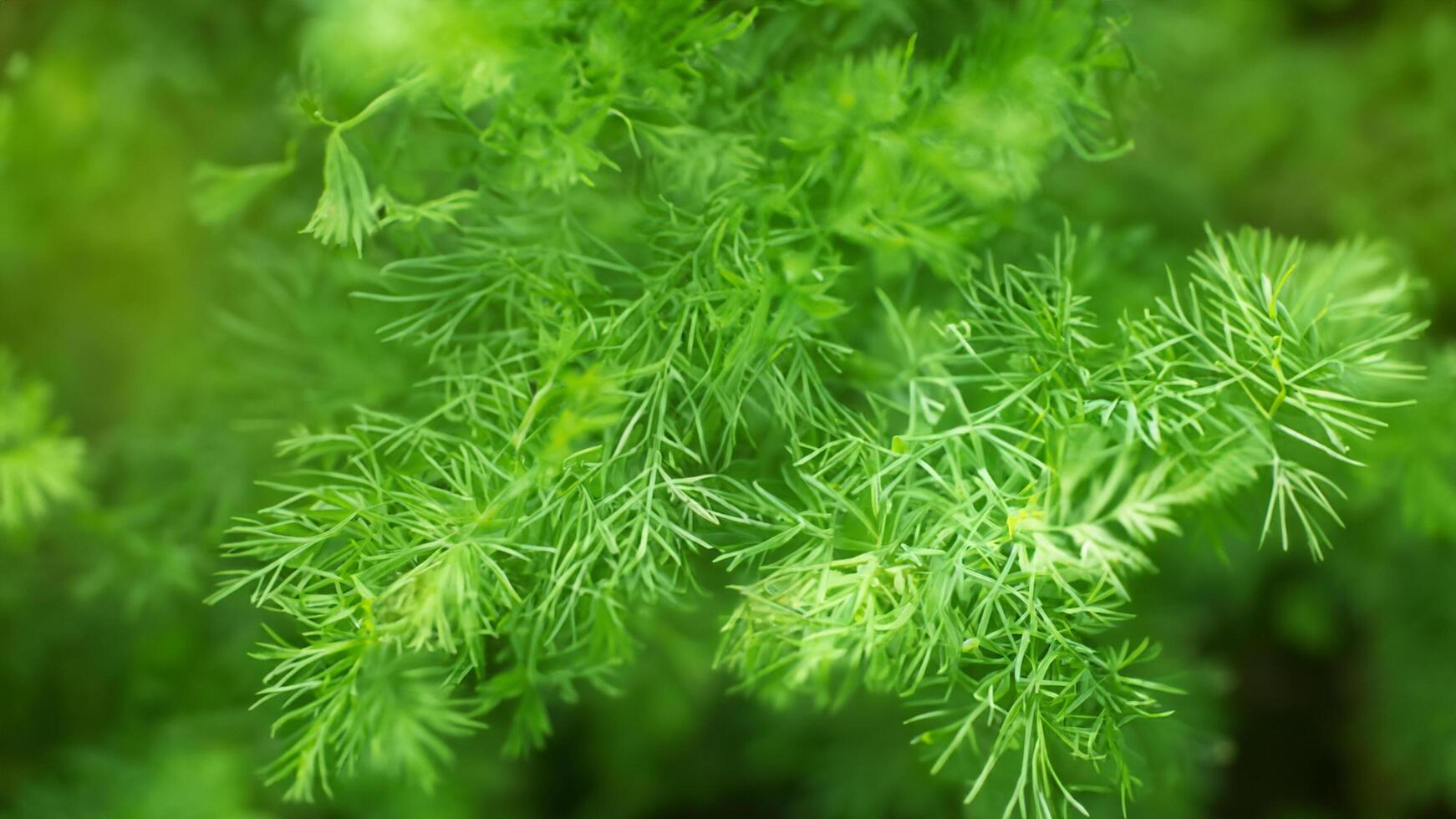Lush green dill plant, garden closeup, sunlight, background blur, food use photo