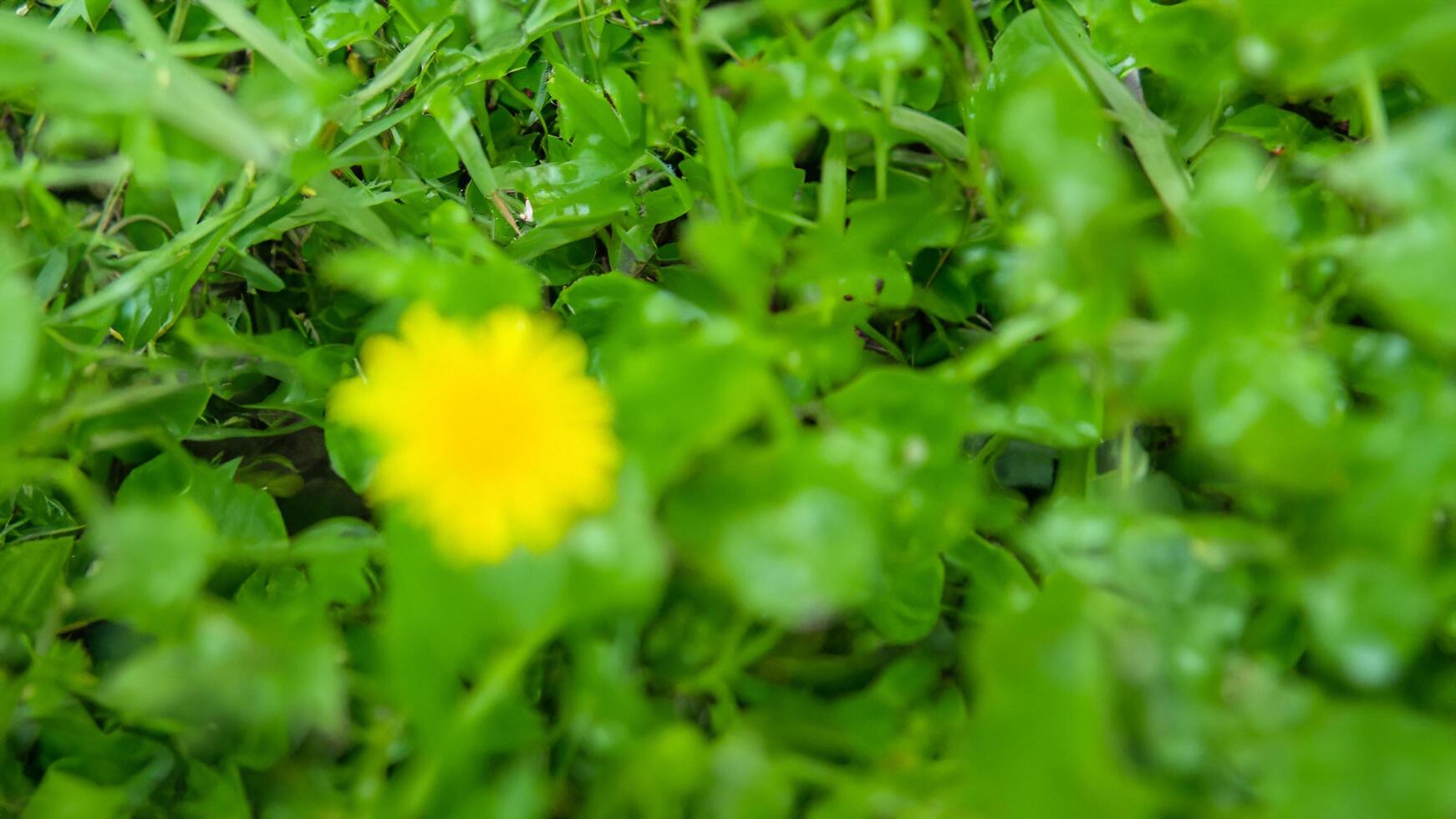 Dandelion blooming in spring meadow, close-up photo