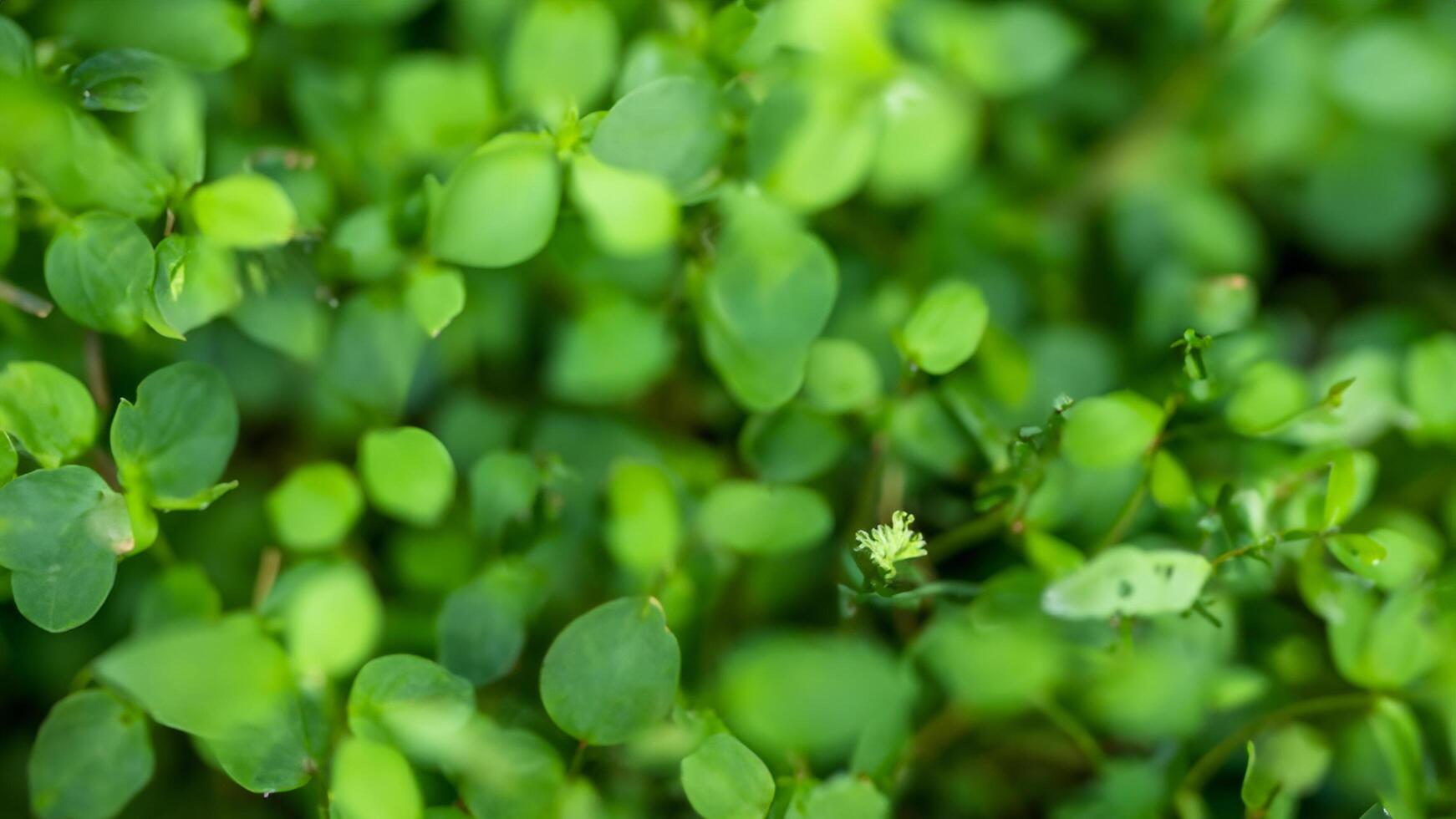 Lush green sprouts growing outdoors, blurred background, nature texture photo