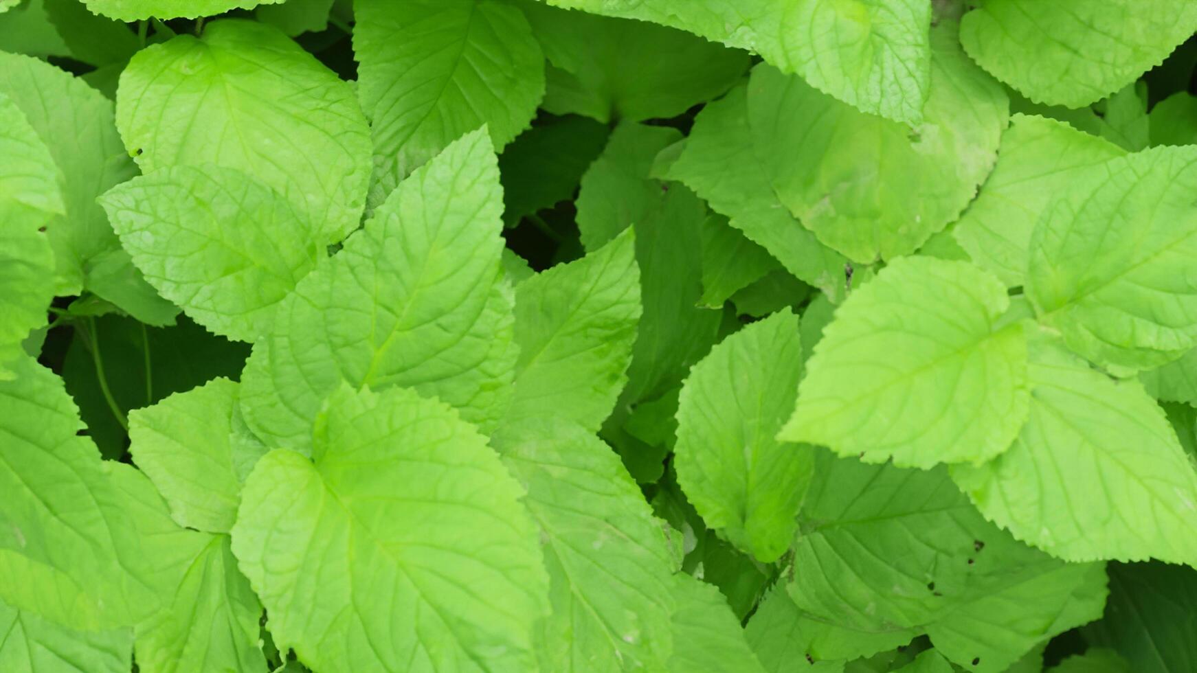 Lush green leaves, outdoor garden, sunlight, background blur, nature texture photo