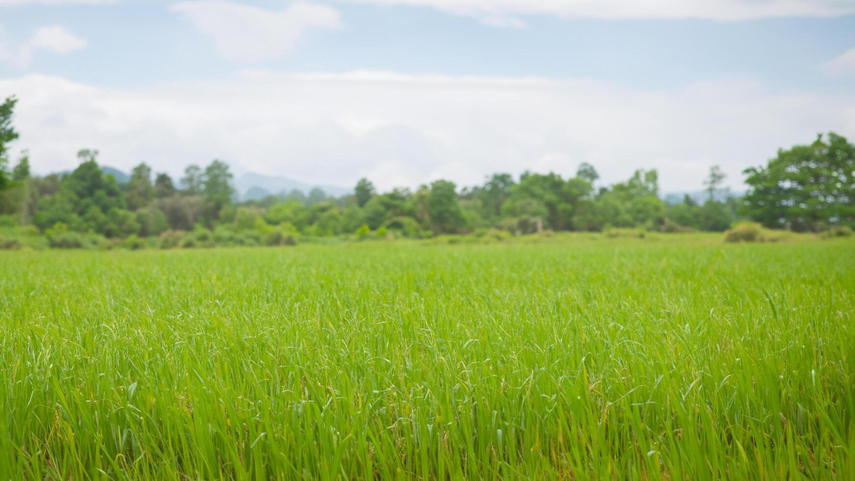 Lush green rice paddy field, rural landscape, mountains background, agriculture photo