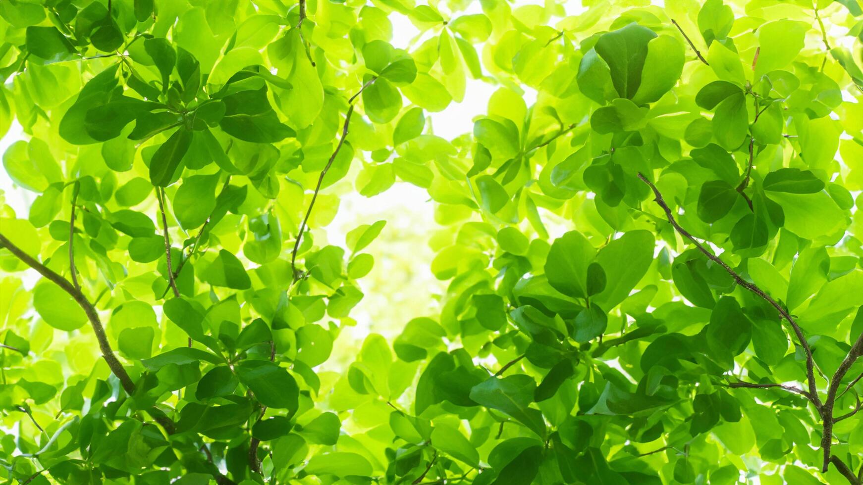 Lush green leaves sunlight canopy background design photo