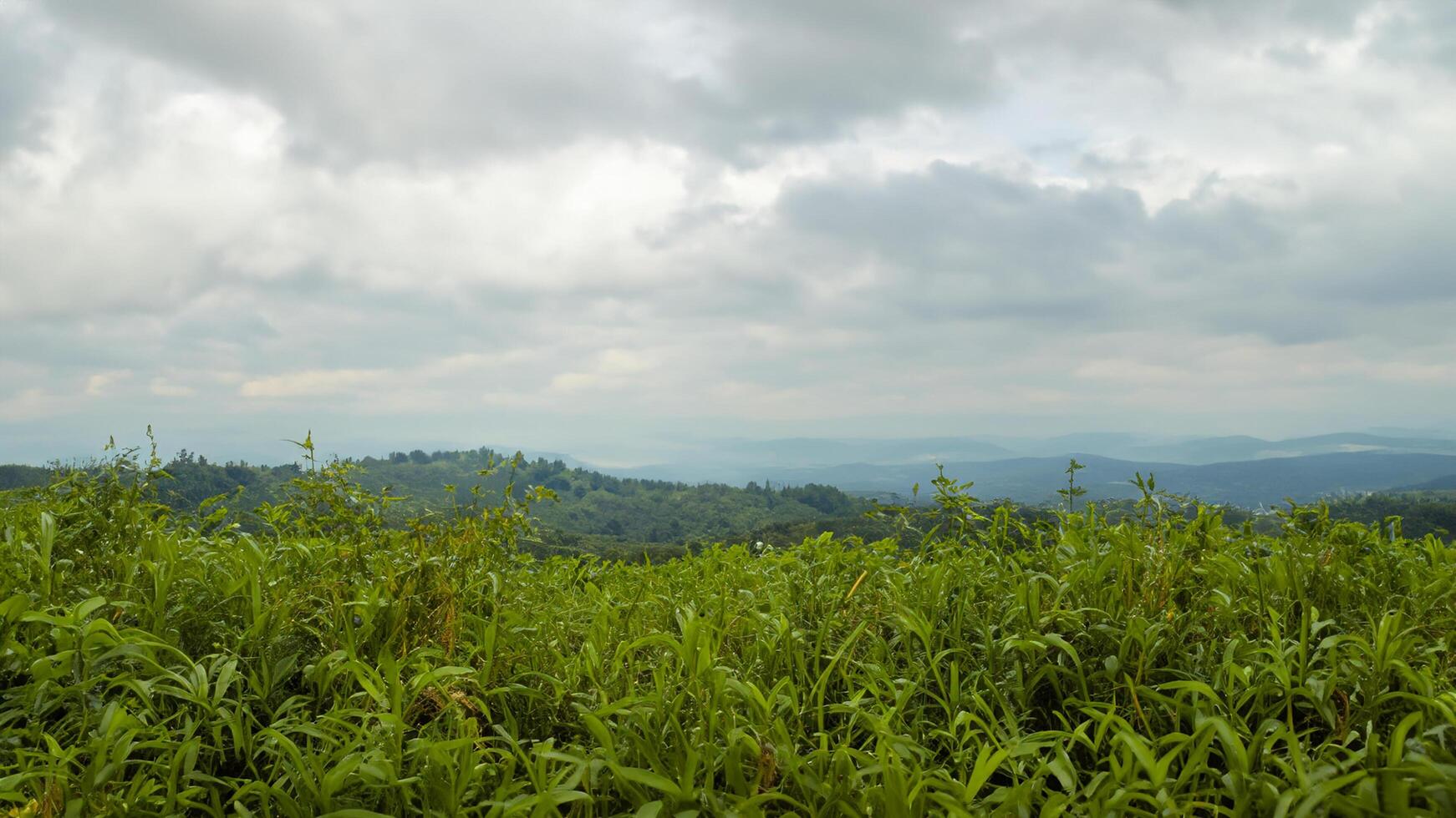 Hilltop grassy vista, cloudy sky, distant mountains, nature scene photo