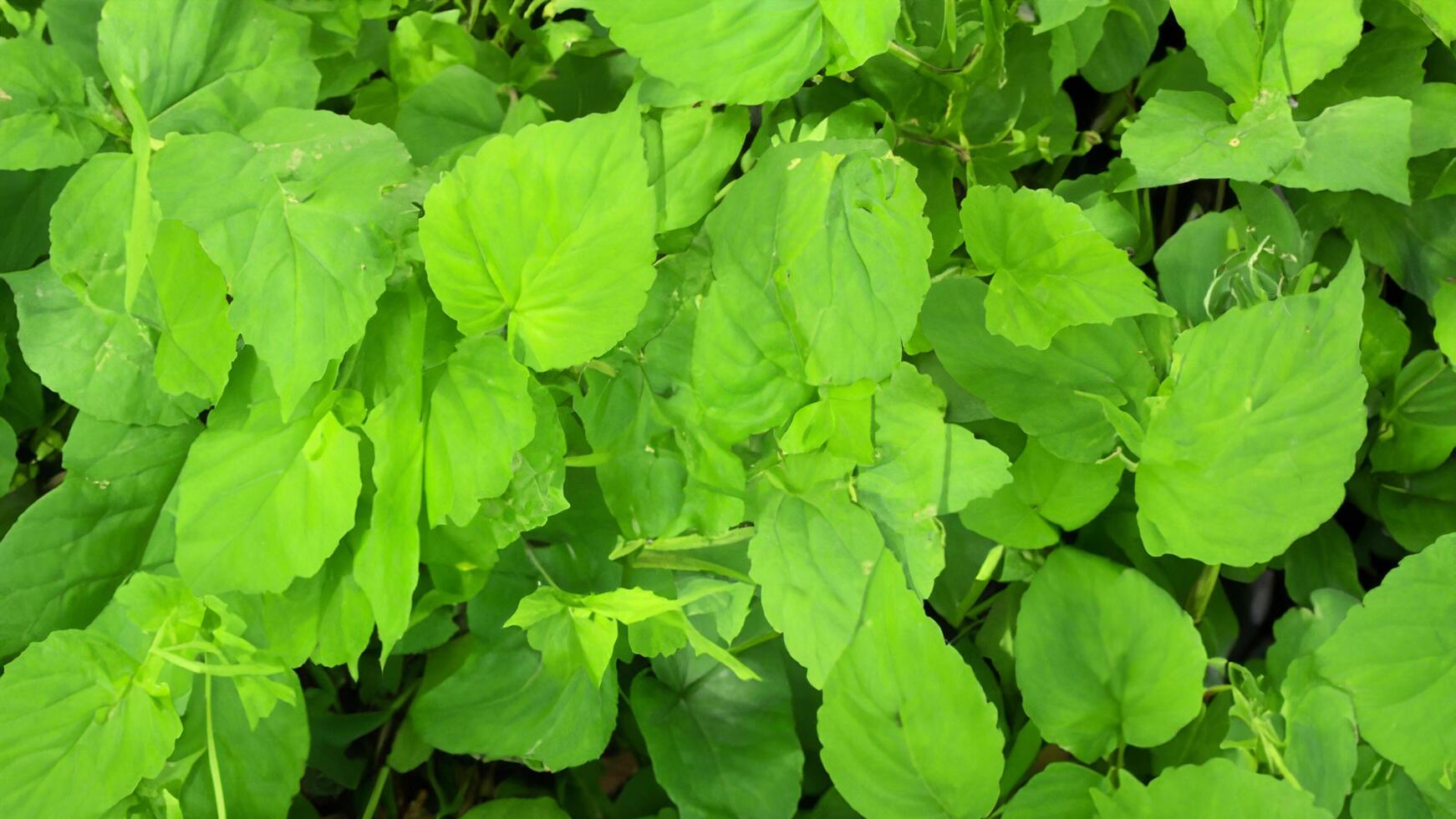 Lush green foliage, vibrant leaves, outdoor setting, sunlight backdrop, nature texture photo
