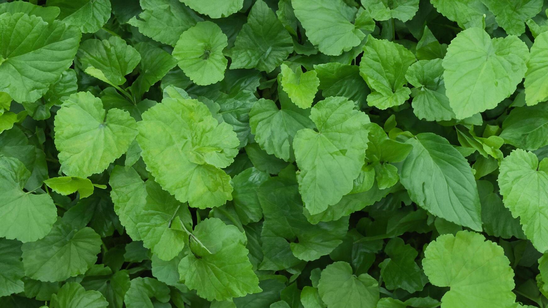 Lush green foliage, garden backdrop, vibrant leaves, natural texture, design element photo
