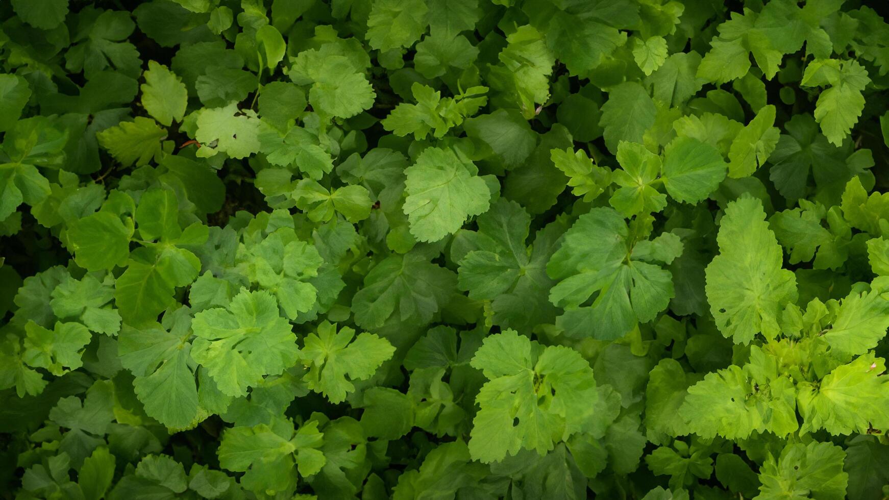 Lush green foliage, garden texture, sunlight dappled background, nature website use photo