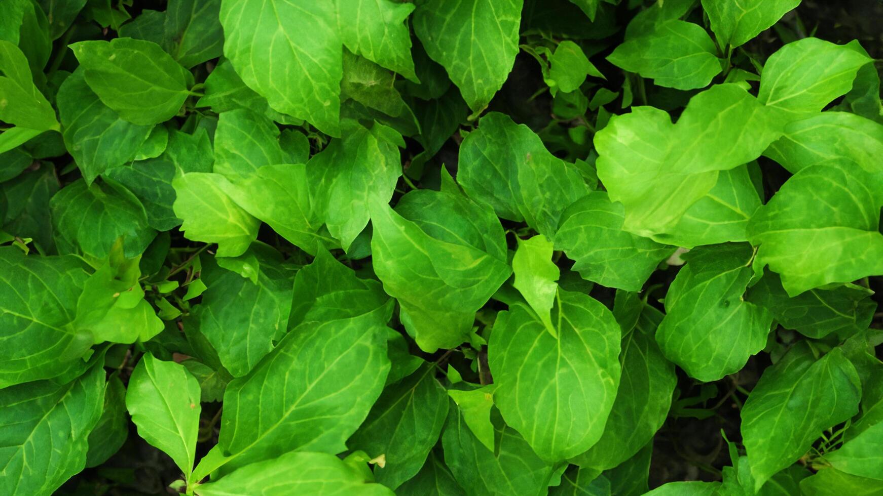 Lush green leaves, garden texture, sunlight, background blur, nature design photo