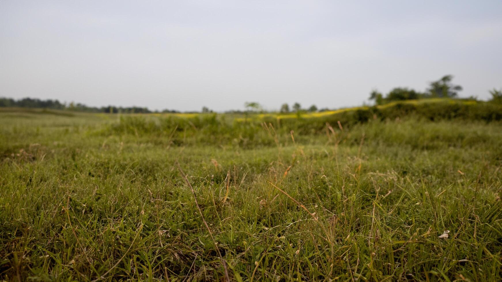 Rural field, grassy landscape, distant trees, overcast sky, nature background photo