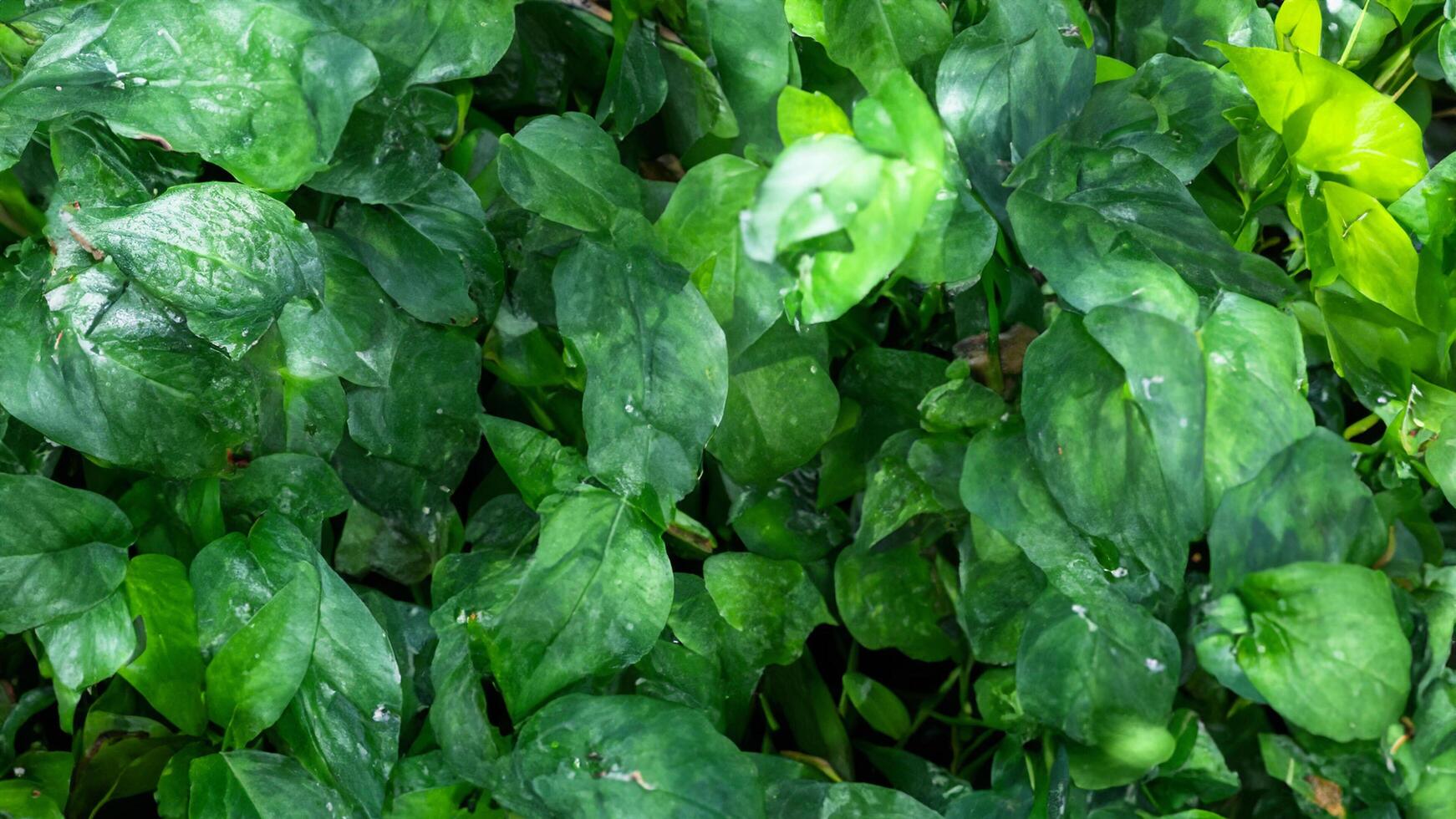 Lush green foliage, garden texture, sunlight dappled, background blurred, website banner photo