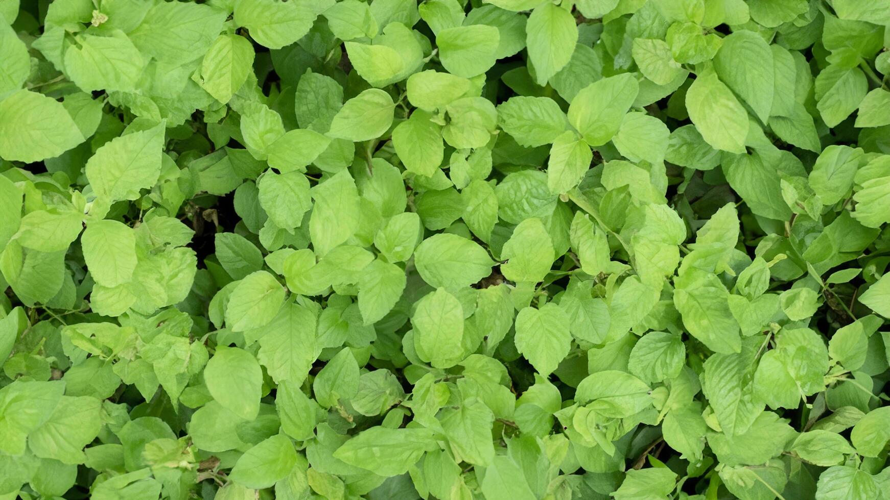 Lush green foliage overhead shot, natural background, garden texture, design element photo