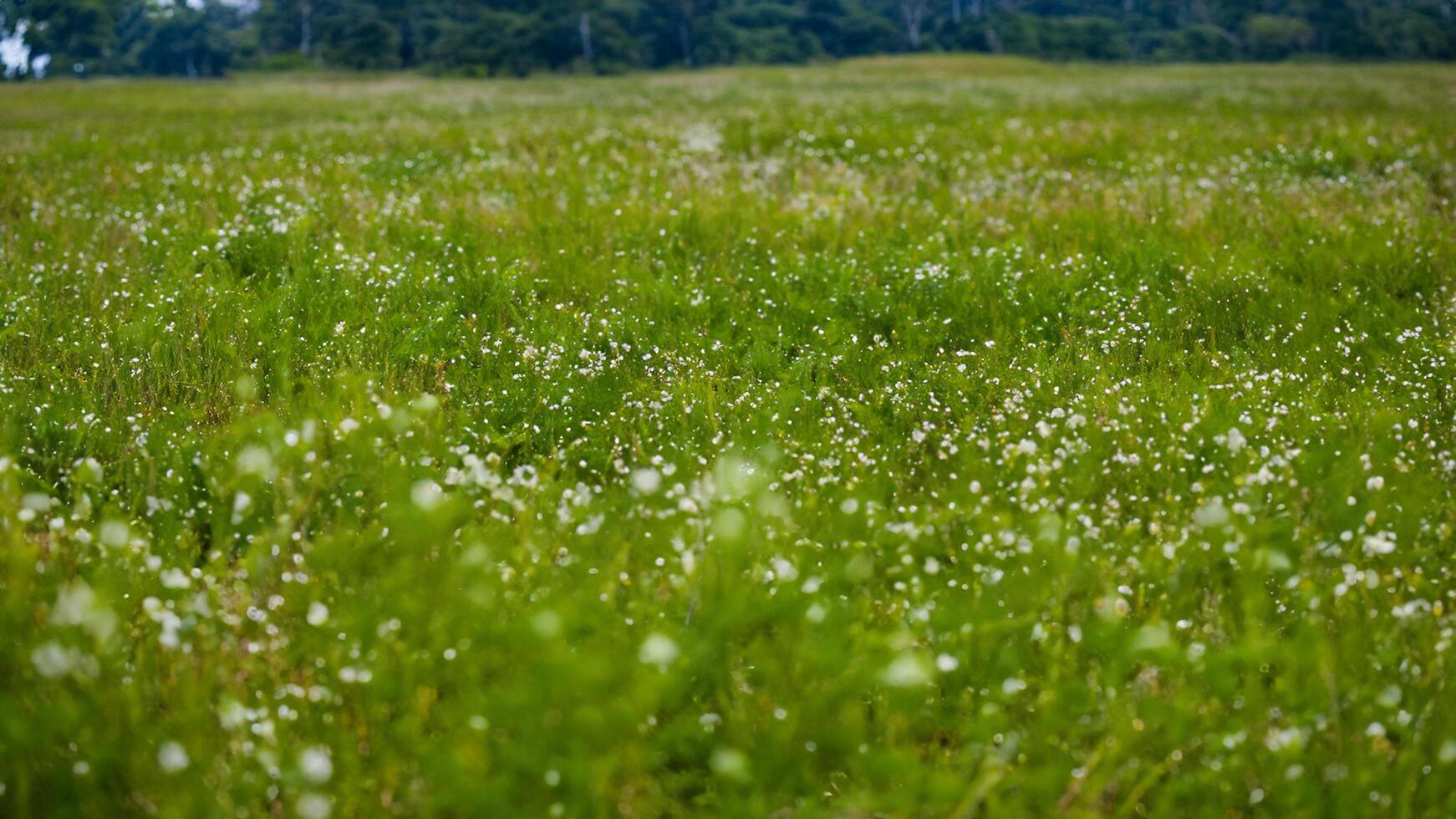 Field of wildflowers, green meadow, forest background, nature scene photo