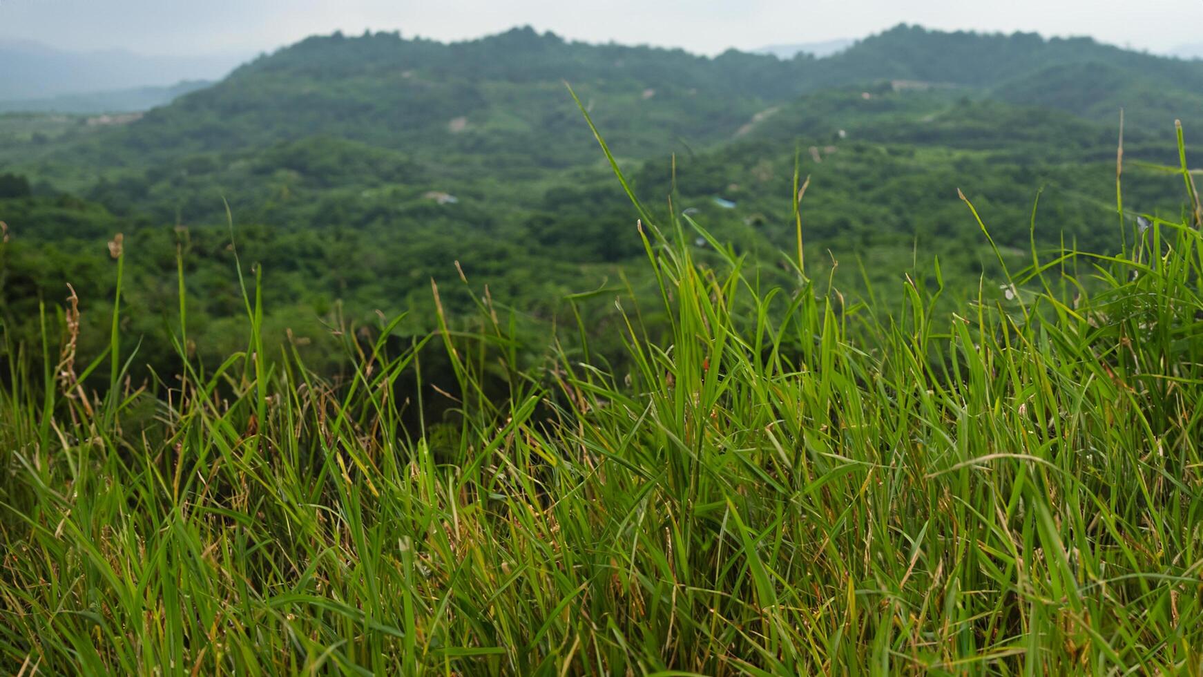 Hillside grass foreground, lush green valley background photo