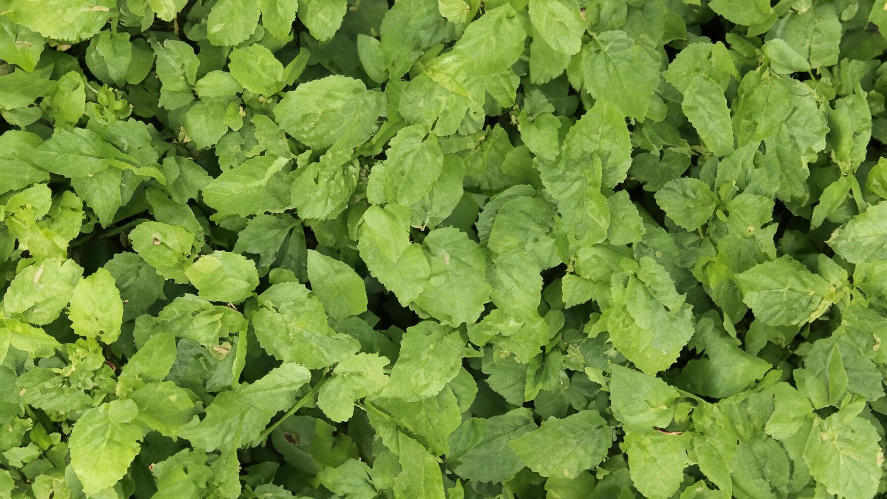 Lush green leaves, field backdrop, plant texture, nature background, website design photo