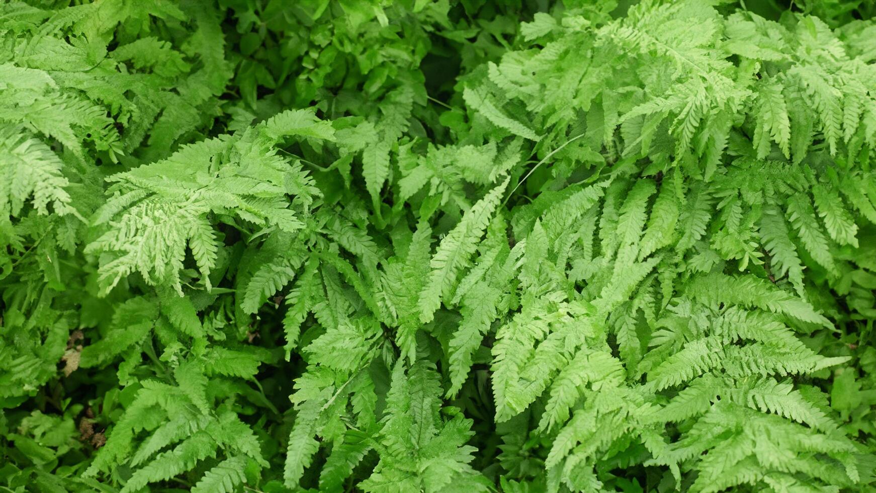 Lush green ferns, forest floor, natural texture, background, botanical design photo
