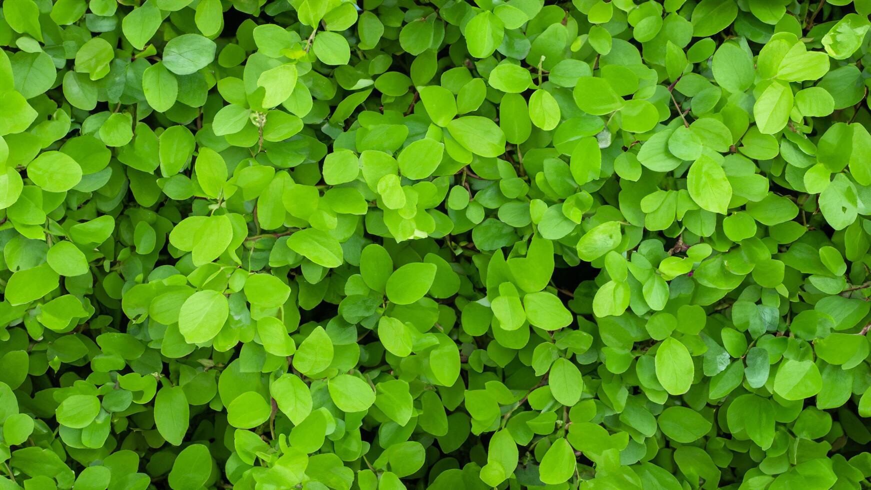 Lush green leaves, vibrant foliage backdrop, garden texture, nature wallpaper photo