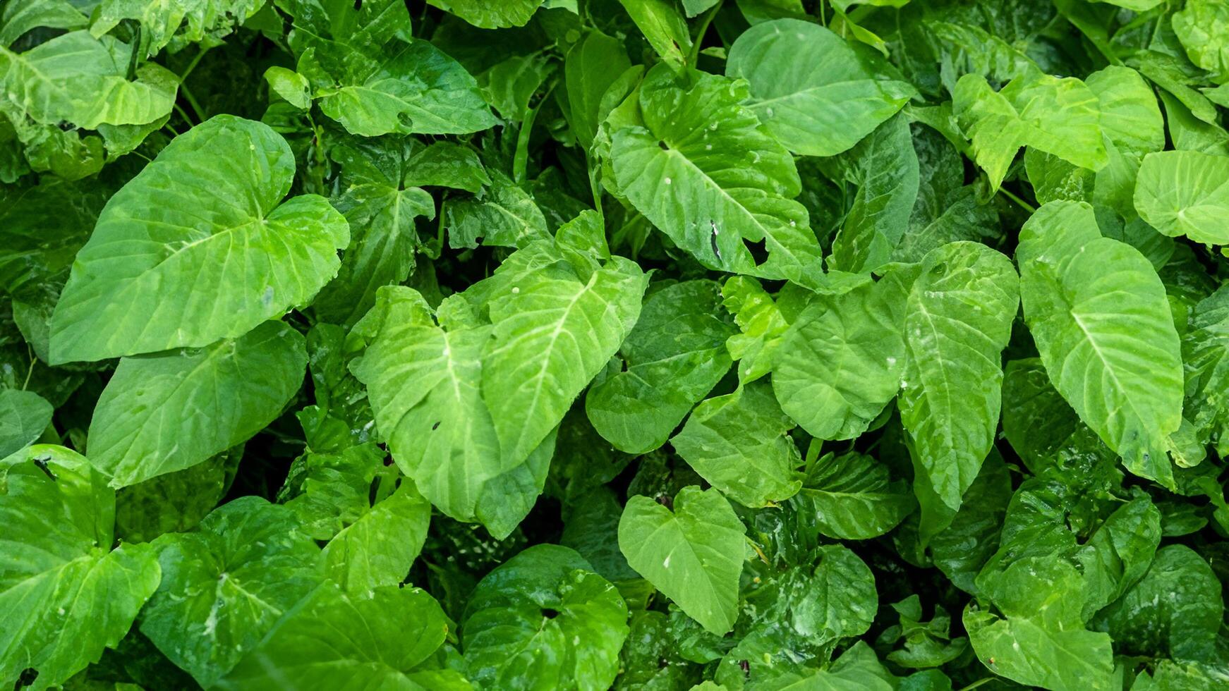 Lush green foliage, tropical rainforest background, vibrant leaves texture, nature wallpaper photo