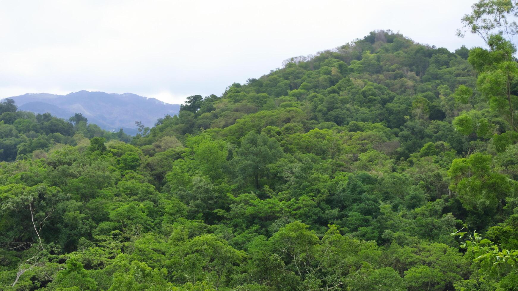 Lush green mountain forest landscape, distant hills photo