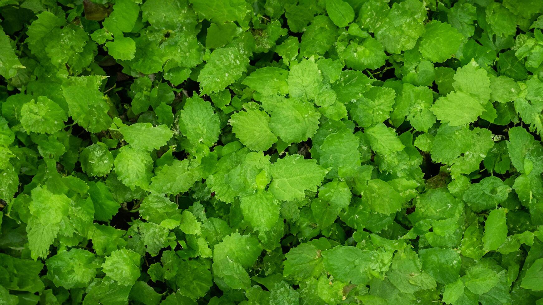 Lush green foliage thrives in forest undergrowth photo