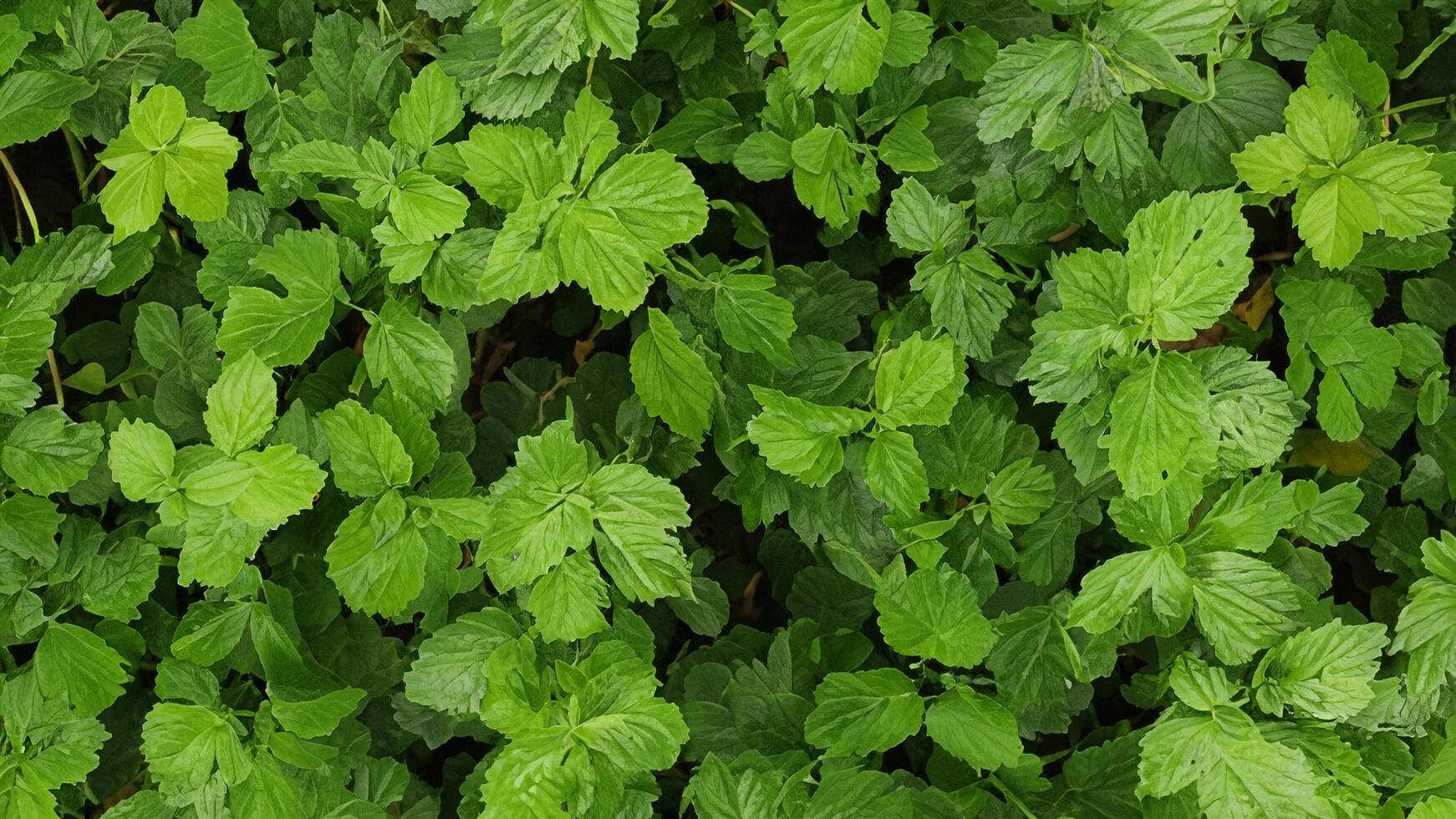 Lush green foliage texture, garden background photo