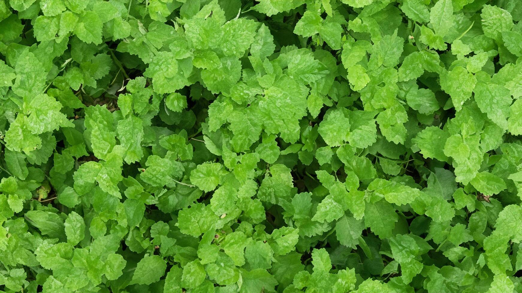 Lush green plants, dew-covered, outdoor ground cover, nature background, website texture photo