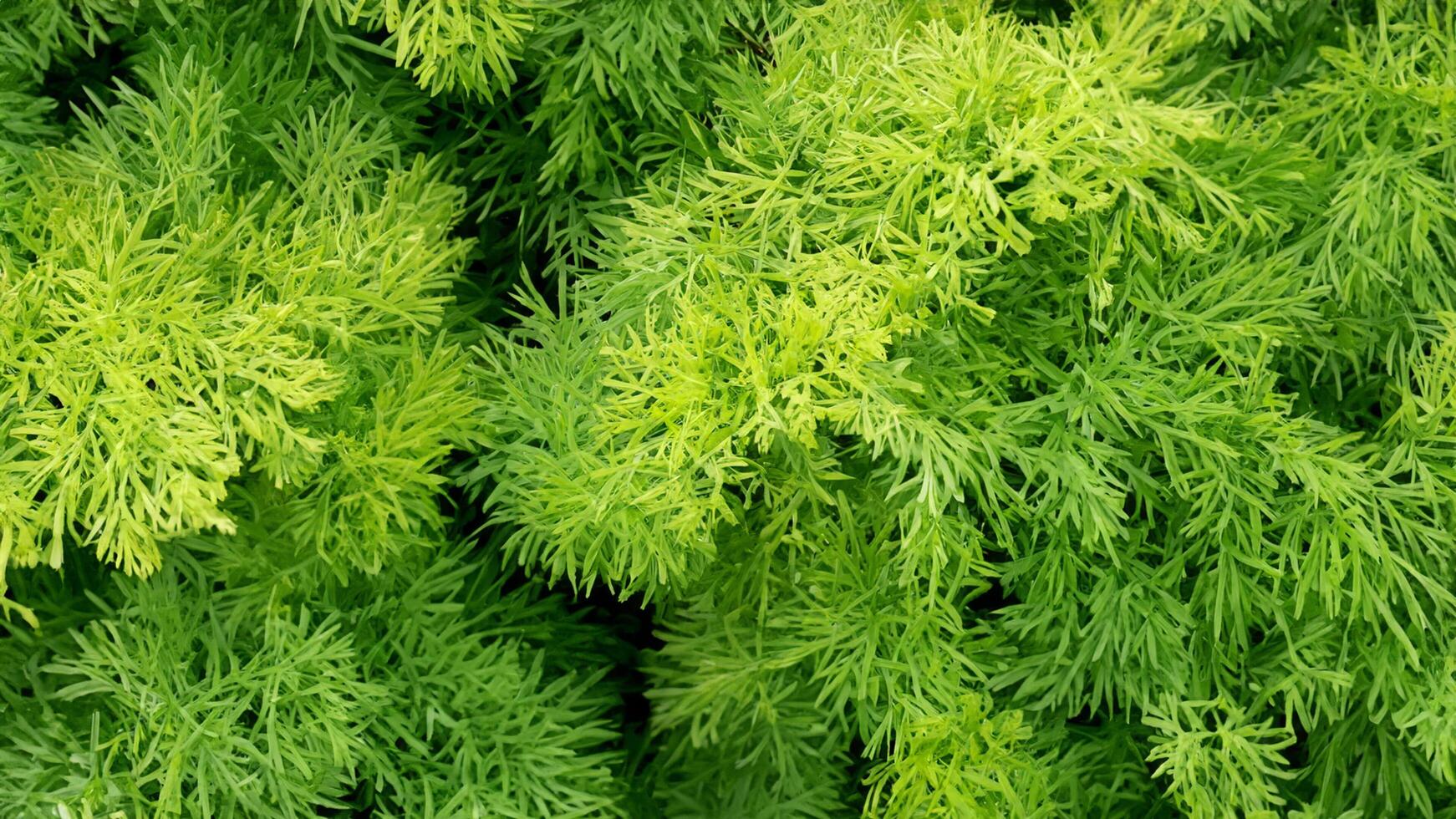 A close up of a green plant with many leaves photo