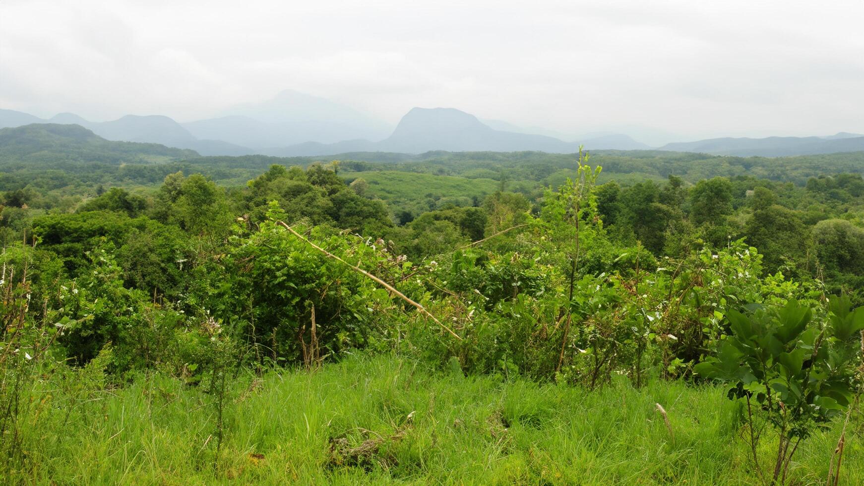 Lush green hillside, mountain backdrop, overgrown field photo