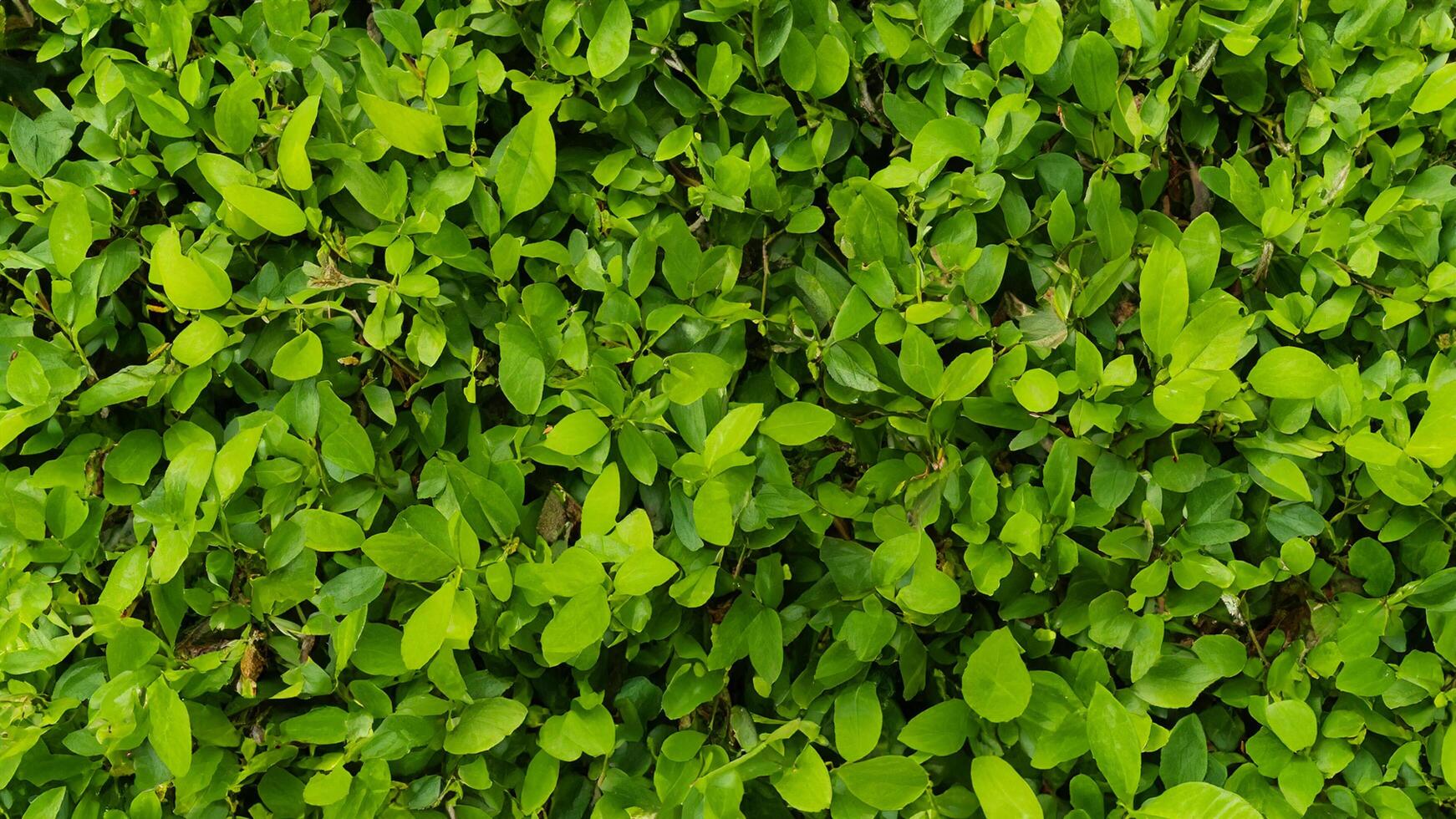 Lush green foliage hedge, garden background, texture photo