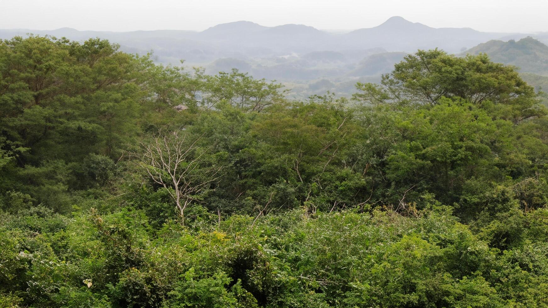 Lush Green Hilltop Forest View, Distant Mountains photo