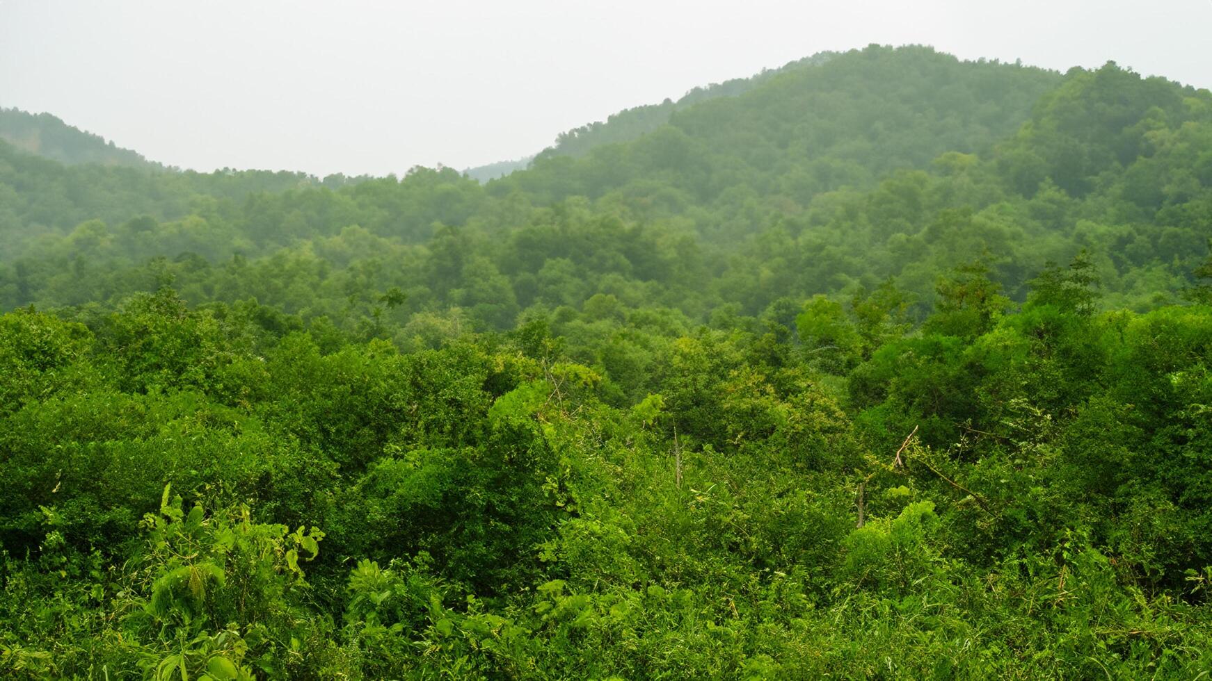 Lush green hills, misty morning, rural landscape, background blur, nature backdrop photo