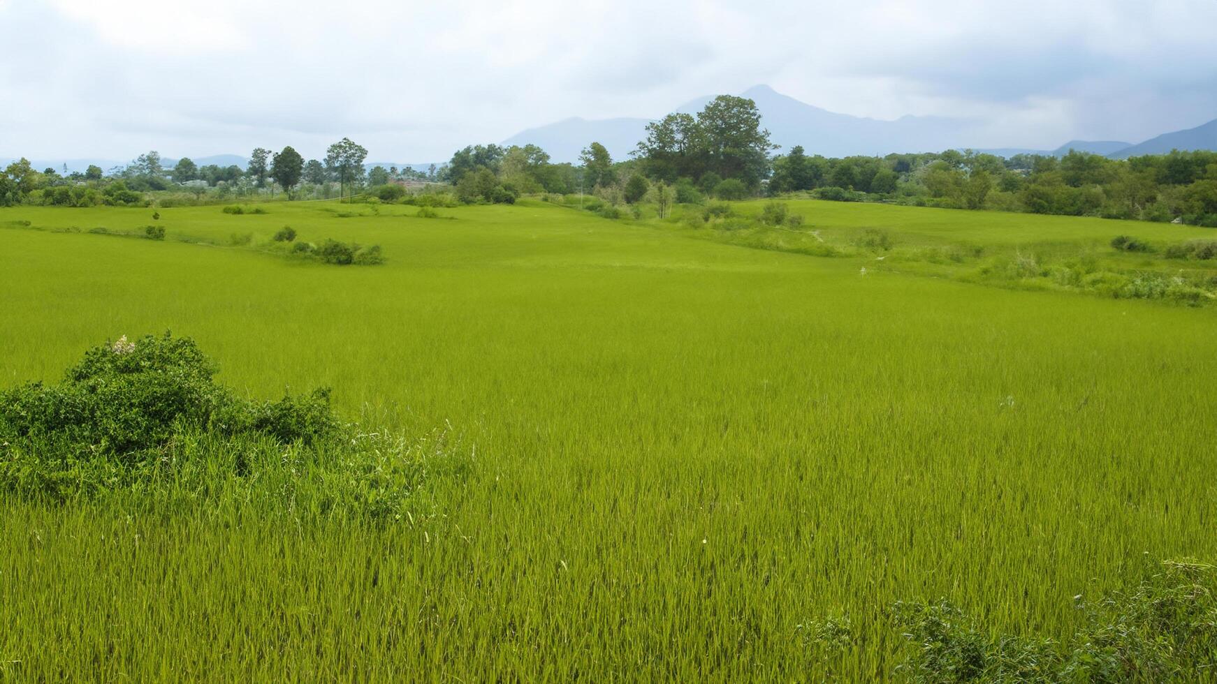Lush green rice paddy field, rural landscape, mountains background, farming photo