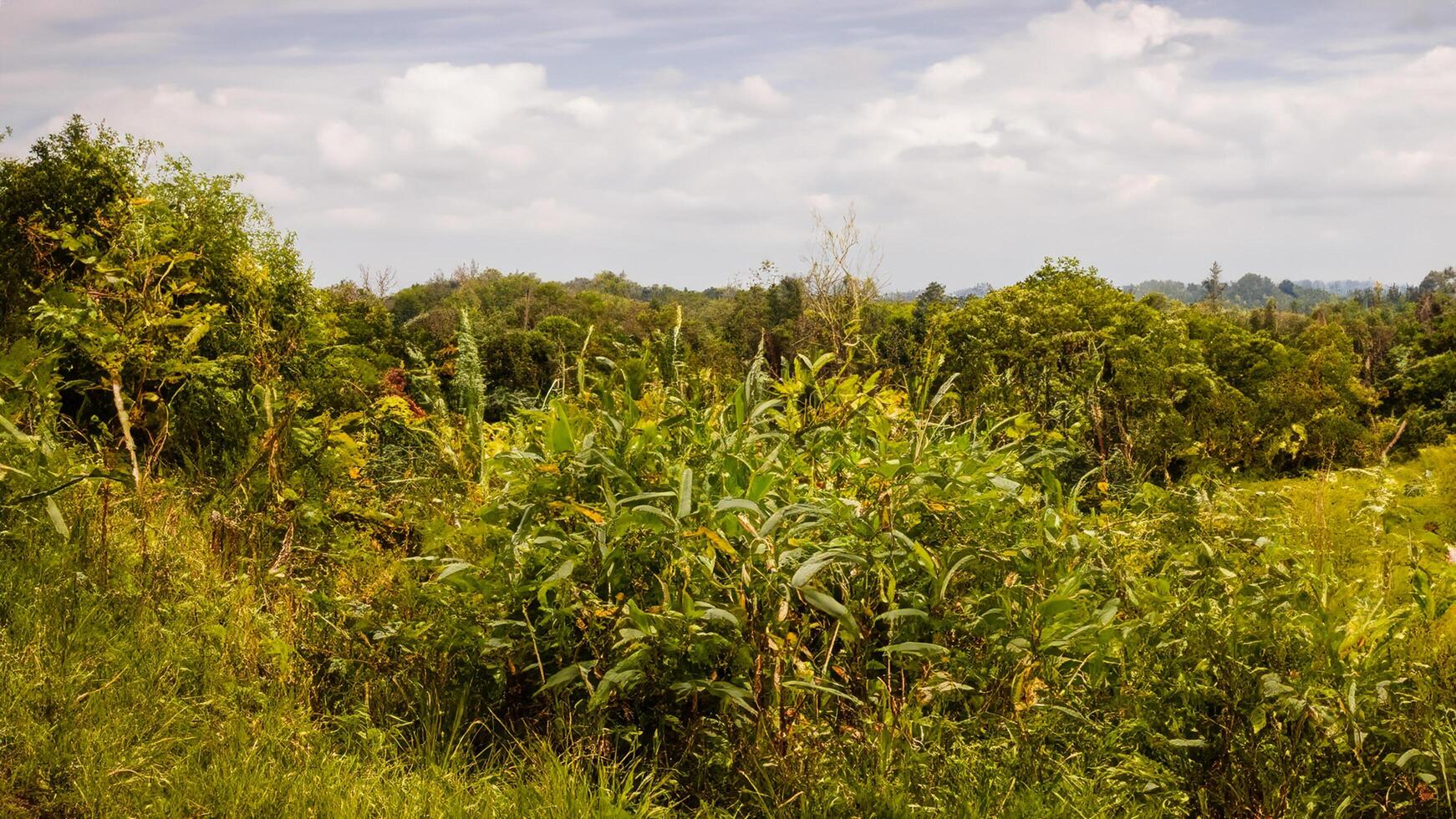 Lush Tropical Landscape Overgrown Field, Distant Forest, Cloudy Sky photo