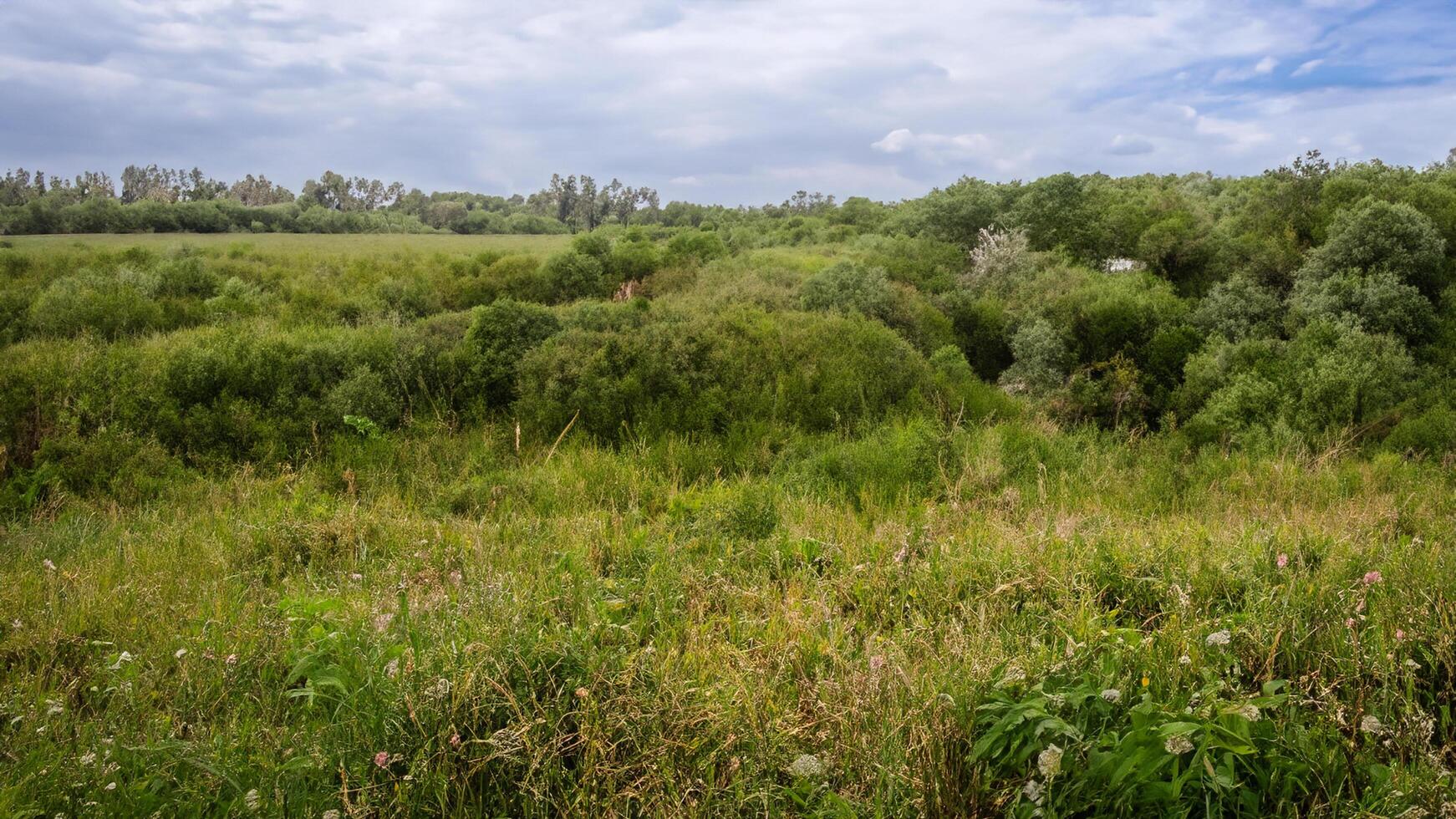 Lush green meadow landscape, overcast sky, distant trees, nature photography photo