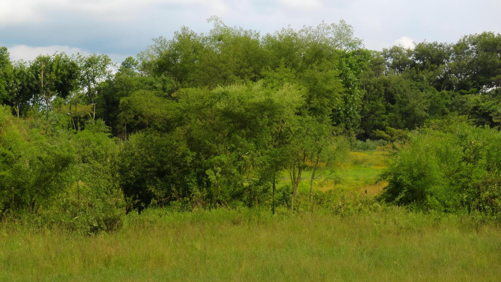A field with a cow grazing in it photo